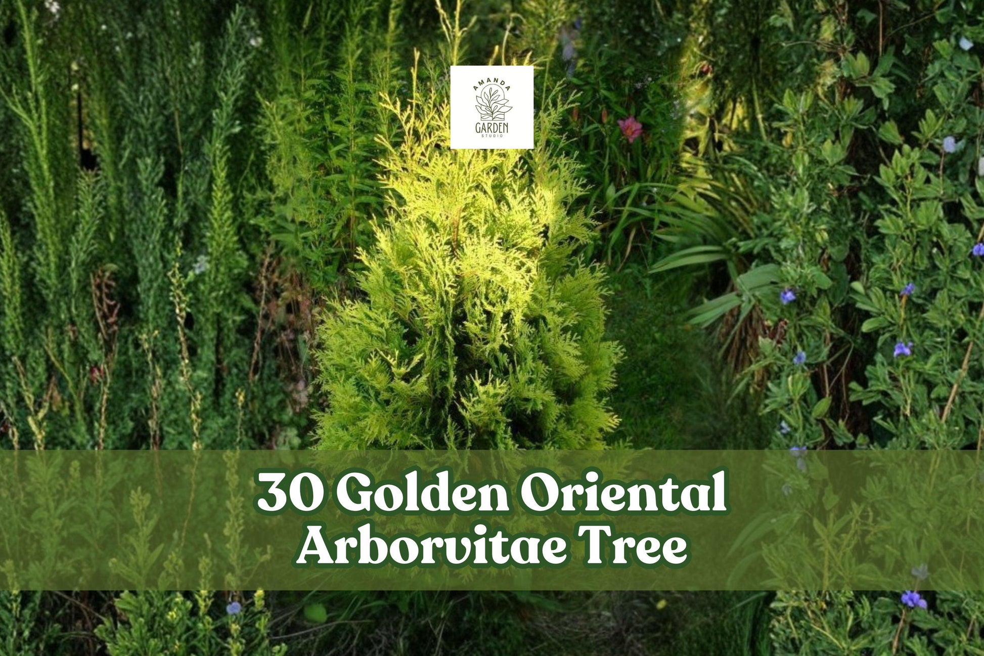 Golden Oriental Arborvitae Seeds | Platycladus orientalis ‘Aurea’ | Evergreen Ornamental Conifer for Hedges & Landscaping