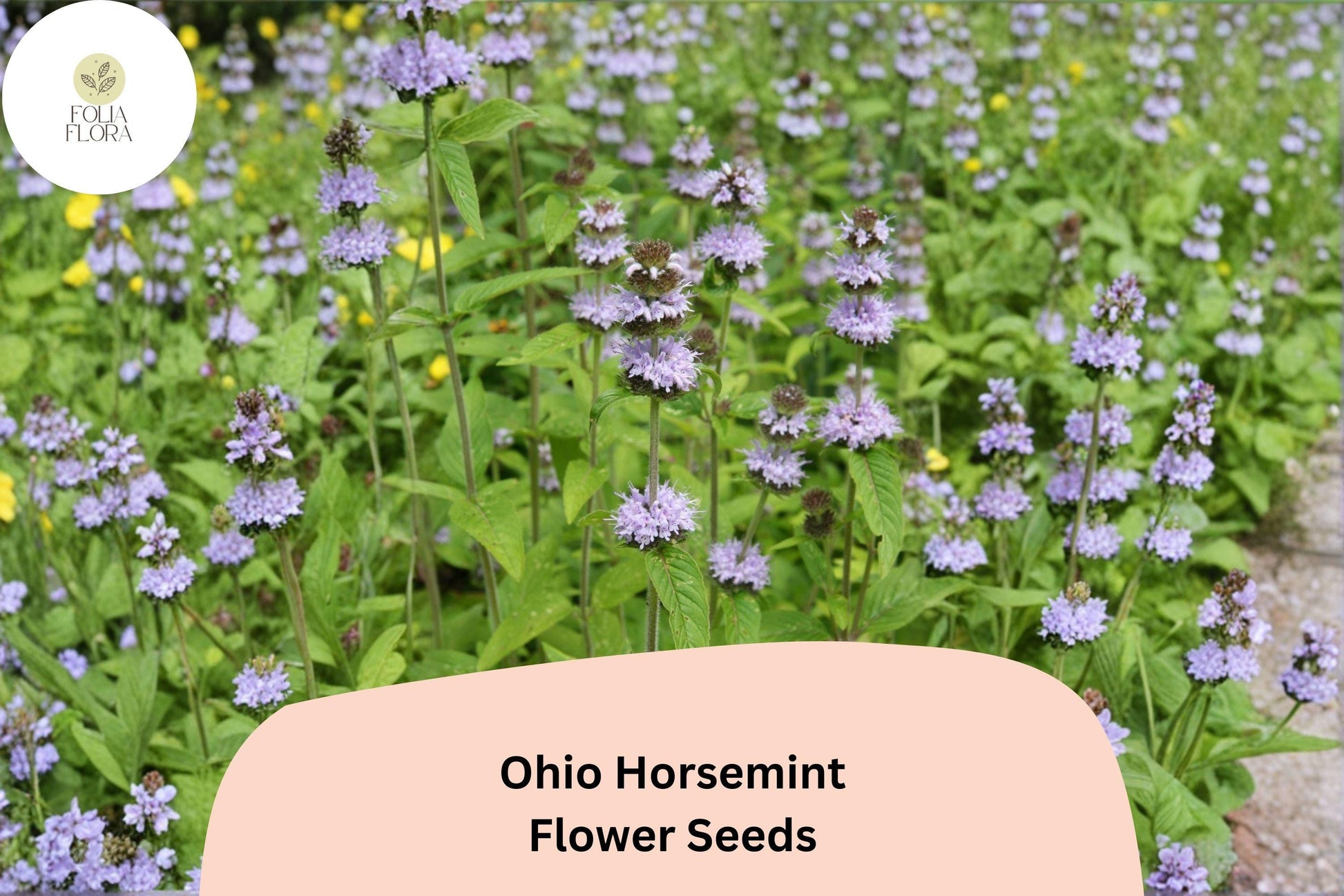 300+ Ohio Horsemint Seeds | Monarda fistulosa Wild Bee Balm Perennial for Pollinator Gardens