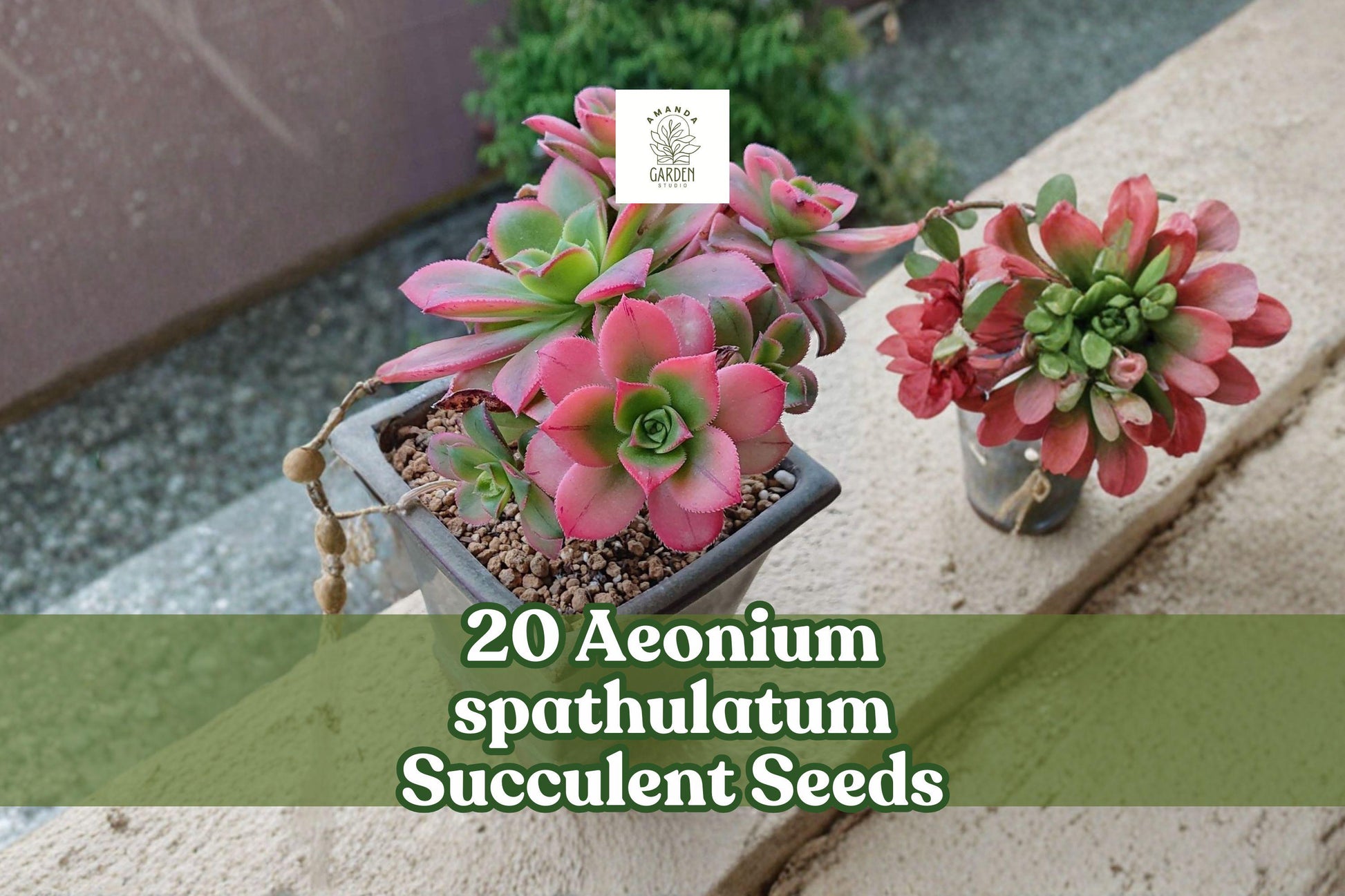 20 Aeonium spathulatum Succulent Seeds | Rosette, Compact, Ornamental, Indoor & Container Planting