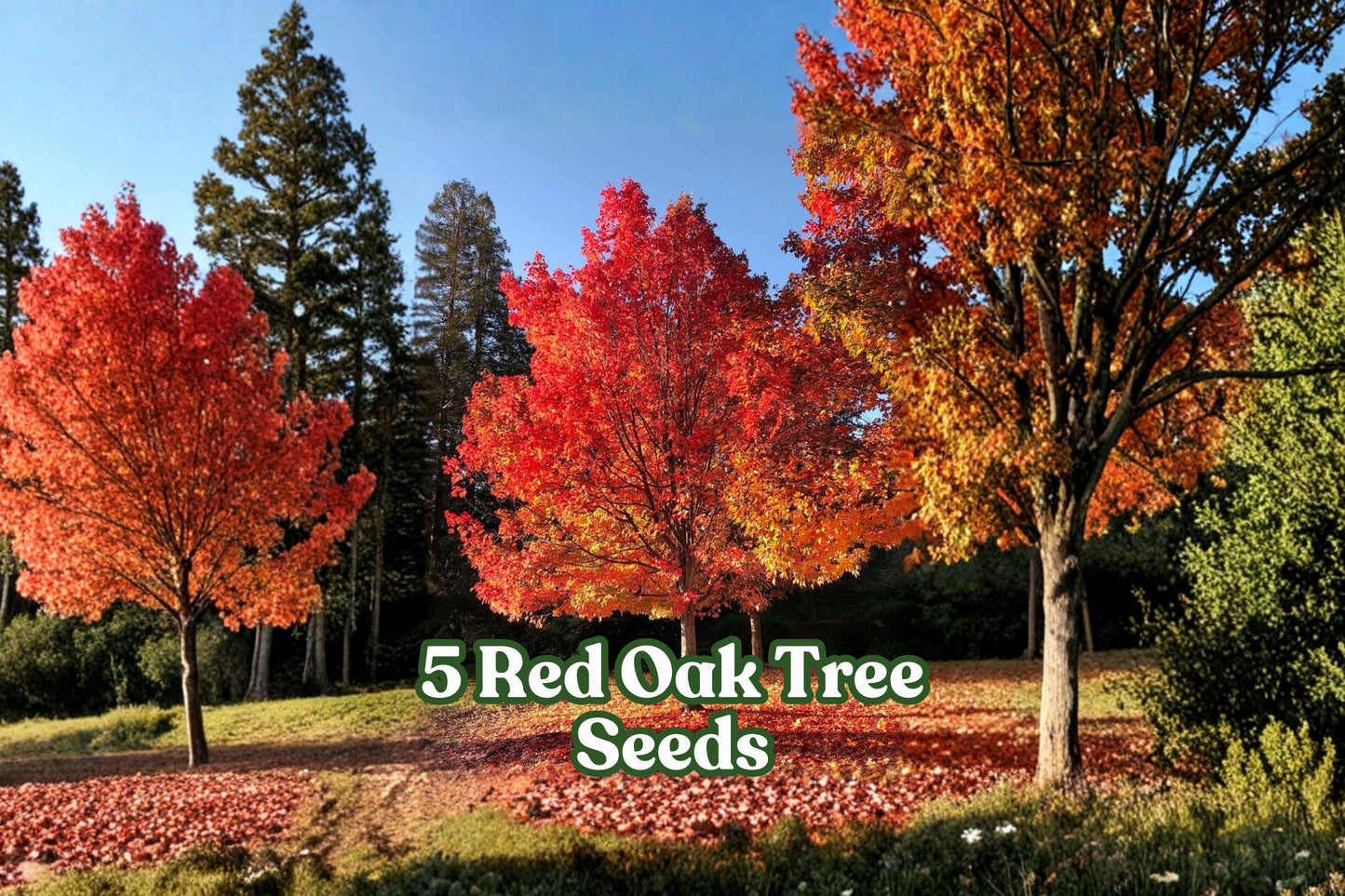 Red Oak Tree Seeds – Quercus rubra for Landscape & Bonsai, 5 Pack, Deciduous Hardwood, Fall Color, Garden Planting
