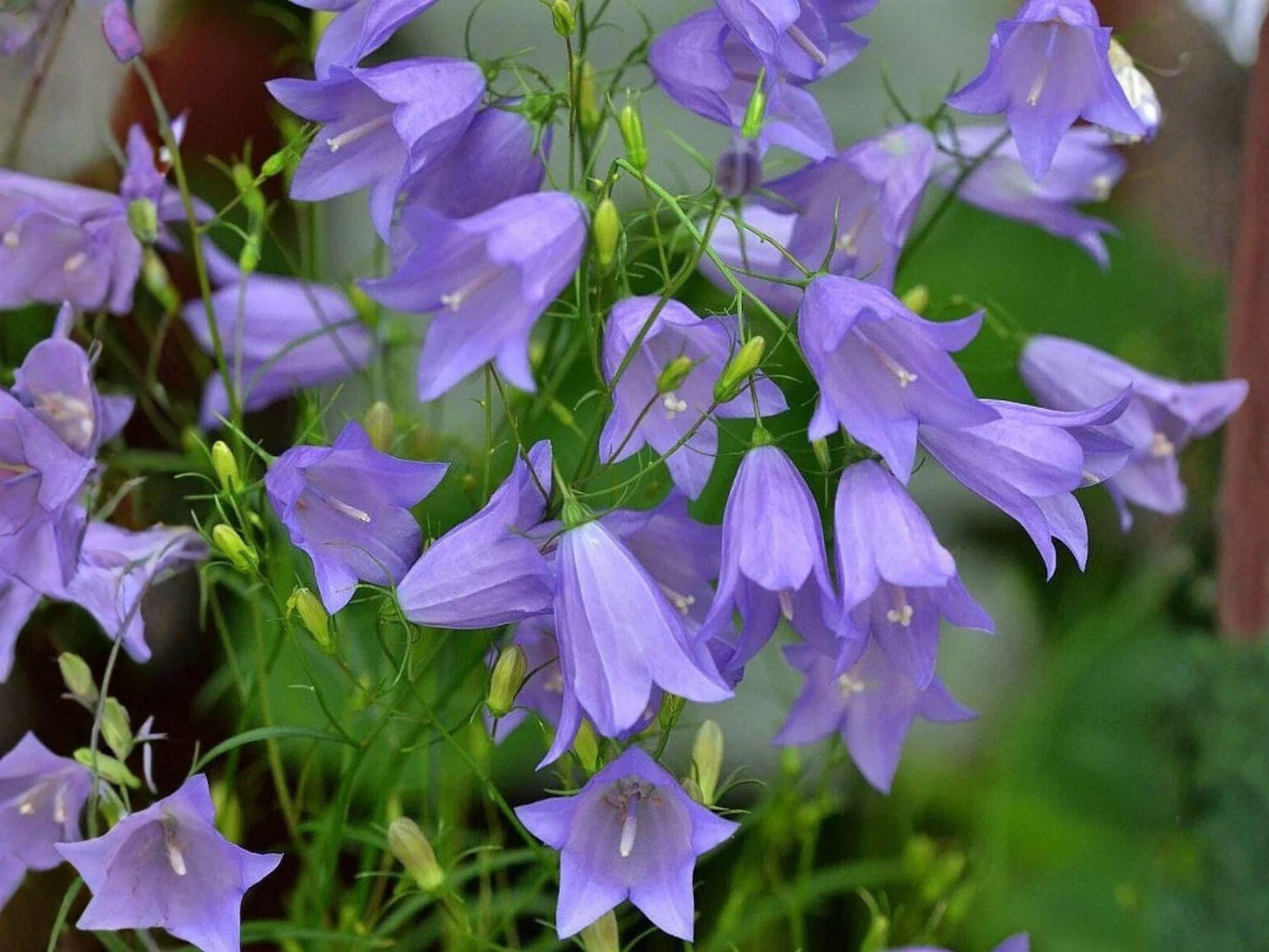 Campanula rotundifolia Harebells Seeds – Native Perennial Wildflower for Rock Gardens & Meadows, Blue Bell-Shaped Flowers