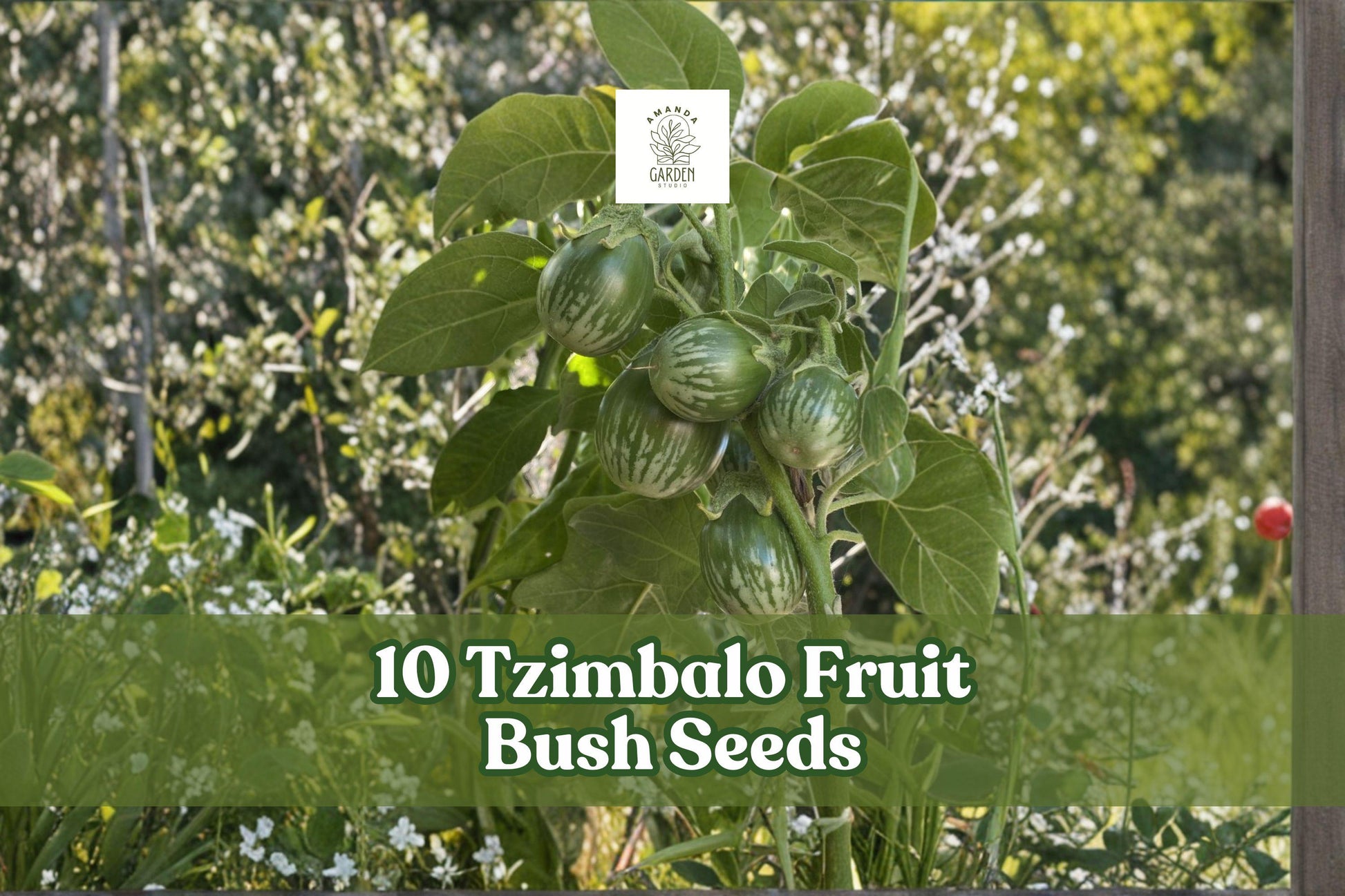 Tzimbalo Fruit Bush Seeds | Solanum caripense | Rare Ornamental Shrub for Garden & Container Growing