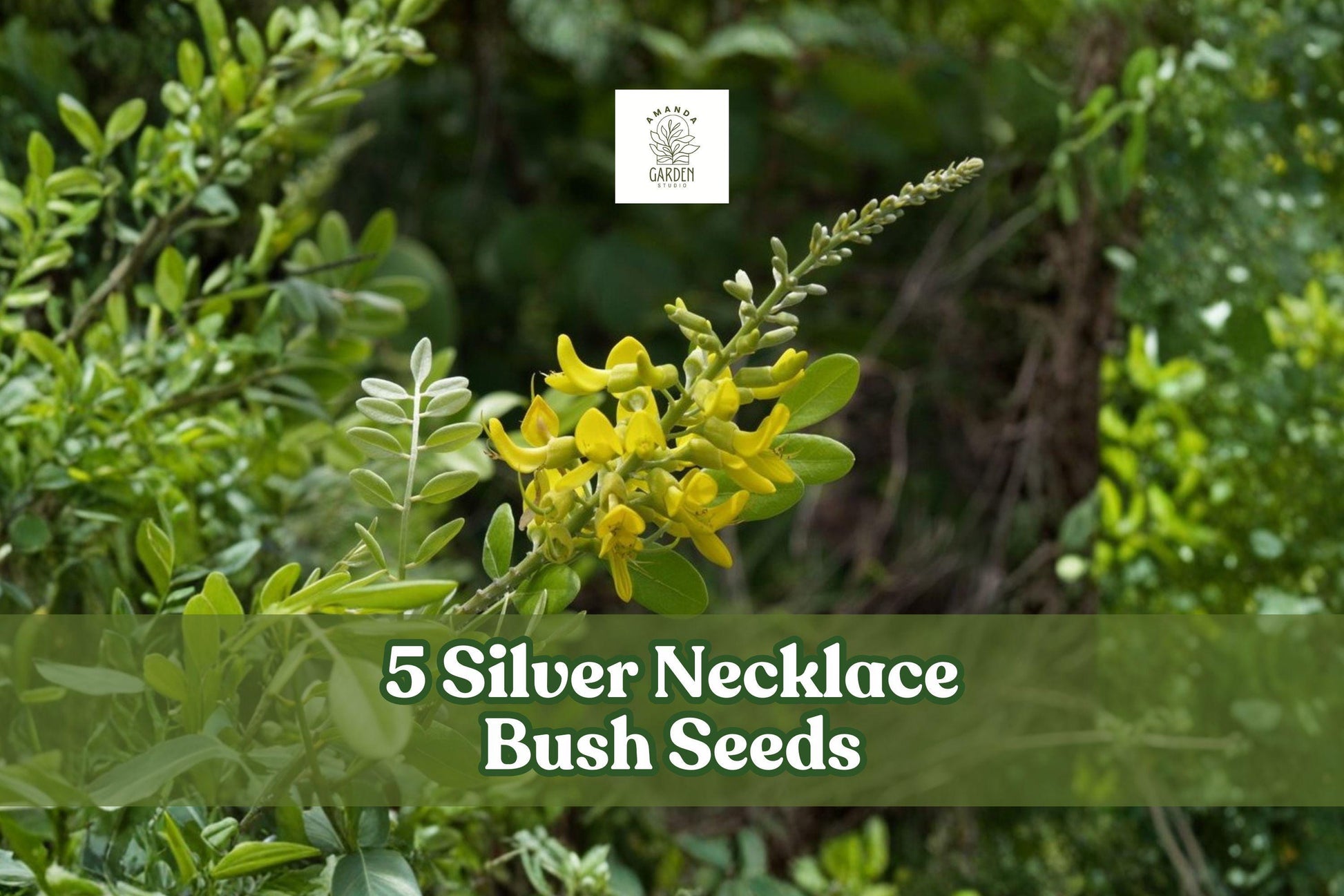 Silver Necklace Bush Seeds - Tropical Ornamental Shrub with Silvery Foliage & Yellow Flowers | Sophora tomentosa