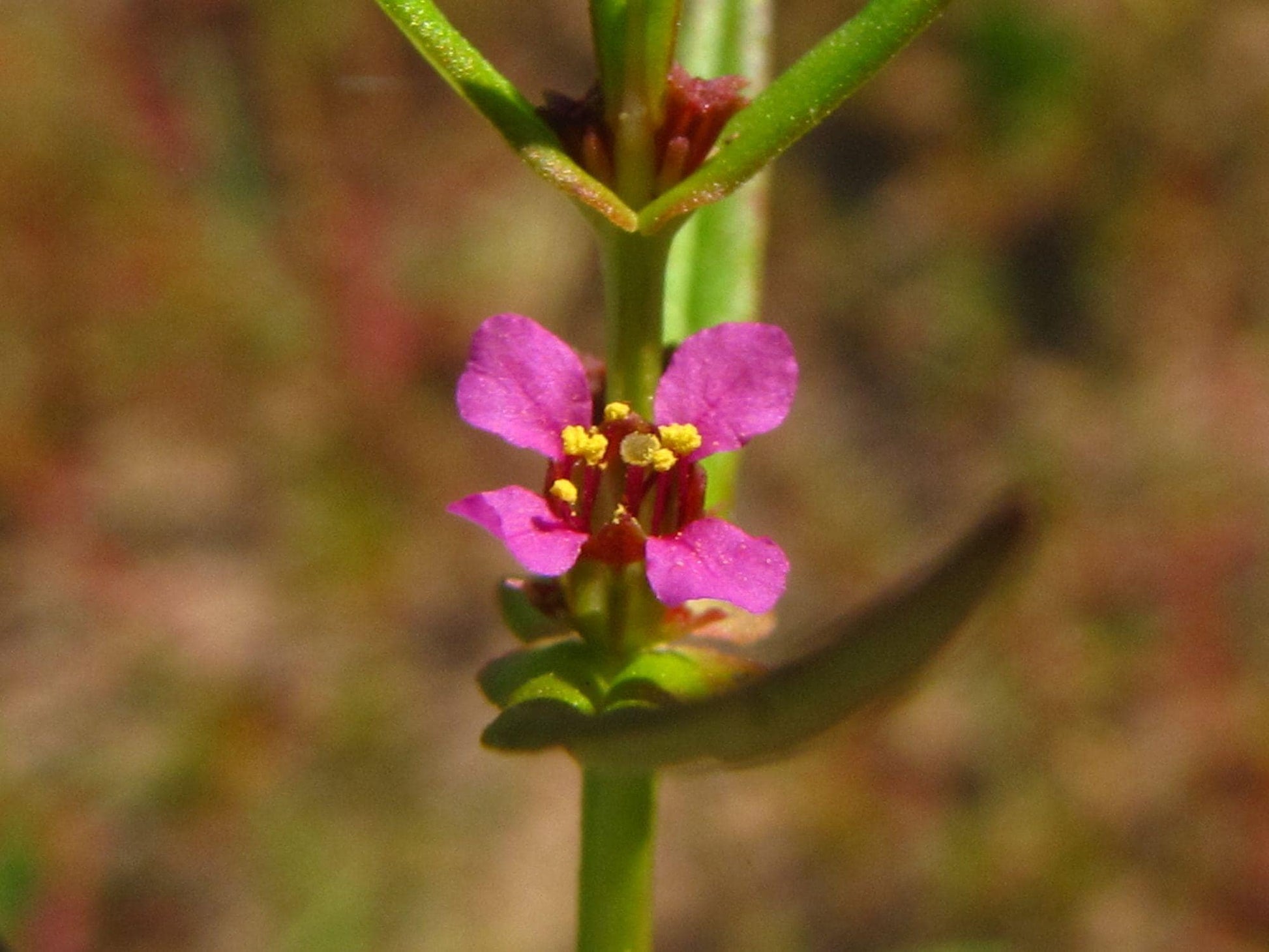 Ammannia coccinea Seeds 1000 Scarlet Toothcup Native Wetland Wildflower for Pond & Rain Garden