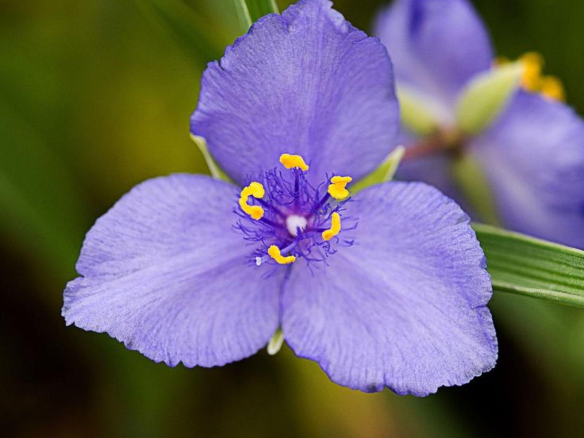 Western Spiderwort Seeds – 100 Native Wildflower Seeds for Drought-Tolerant Pollinator Gardens (Tradescantia occidentalis)