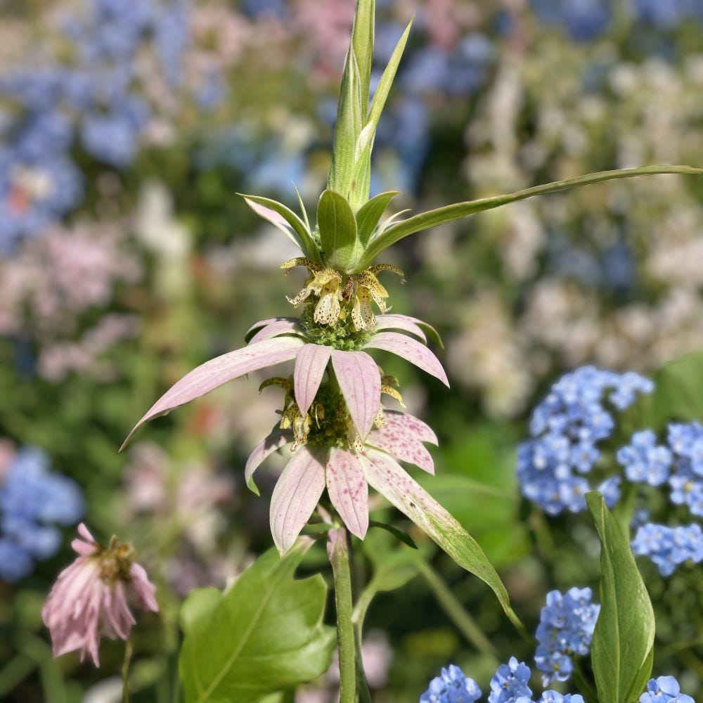Monarda punctata Spotted Bee Balm Seeds 100 Count Native Perennial Pollinator Plant Zones 3-9