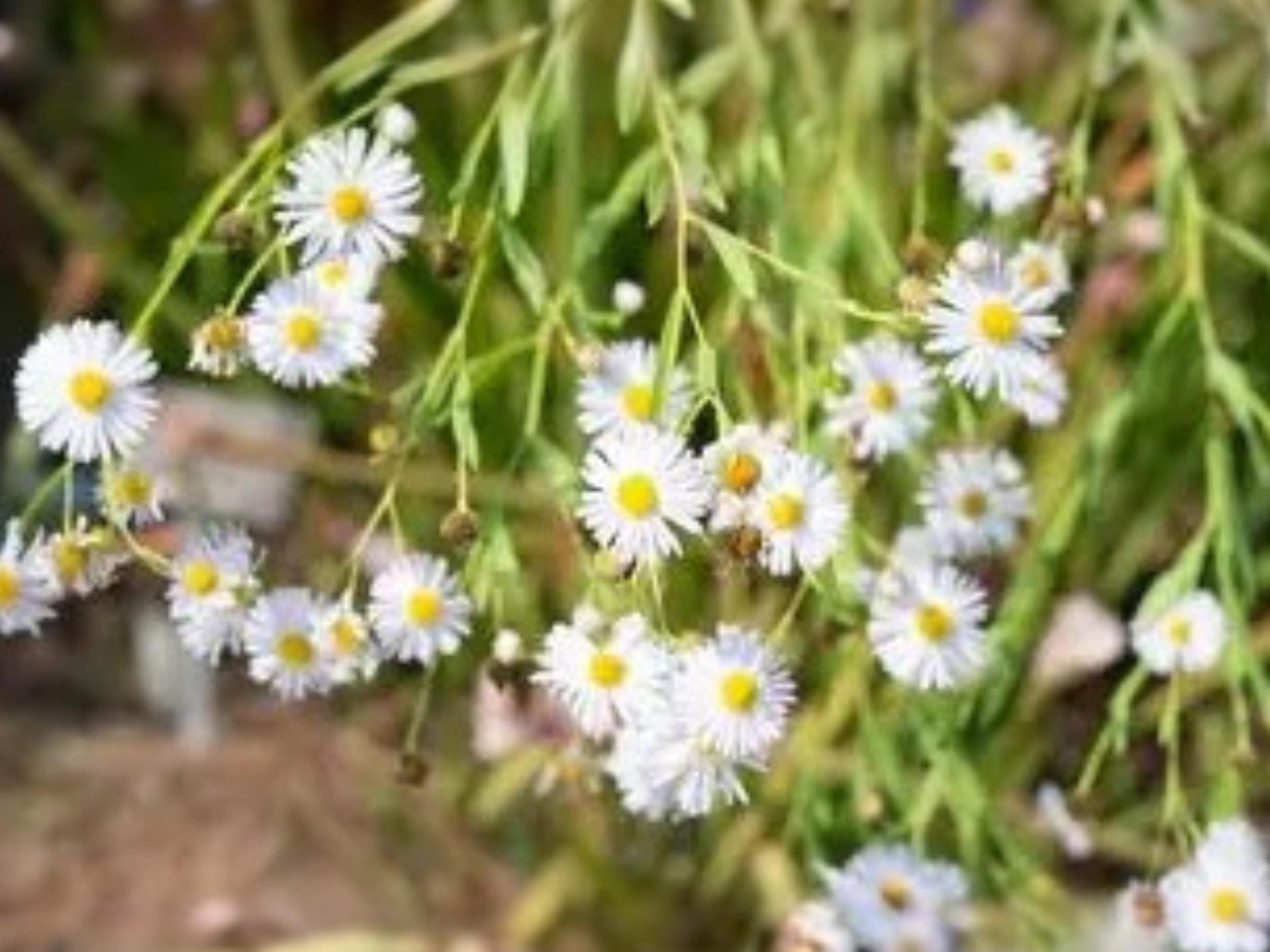 Boltonia decurrens Seeds – Decurrent False Aster Native Wildflower for Pollinator Gardens & Restoration – 500 Seeds