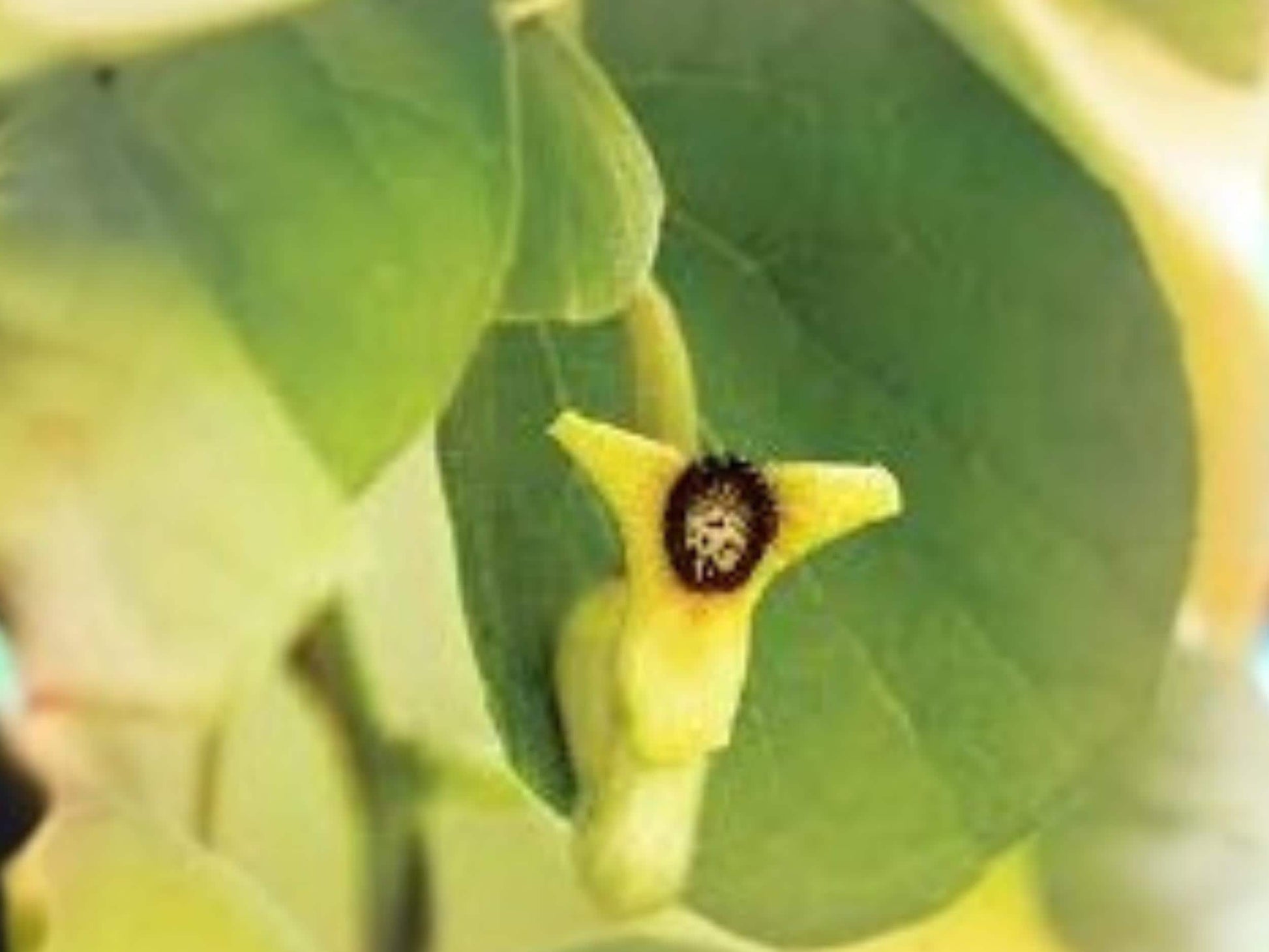 Aristolochia tomentosa Seeds – Native Dutchman’s Pipevine Perennial Climbing Vine for Butterfly Gardens