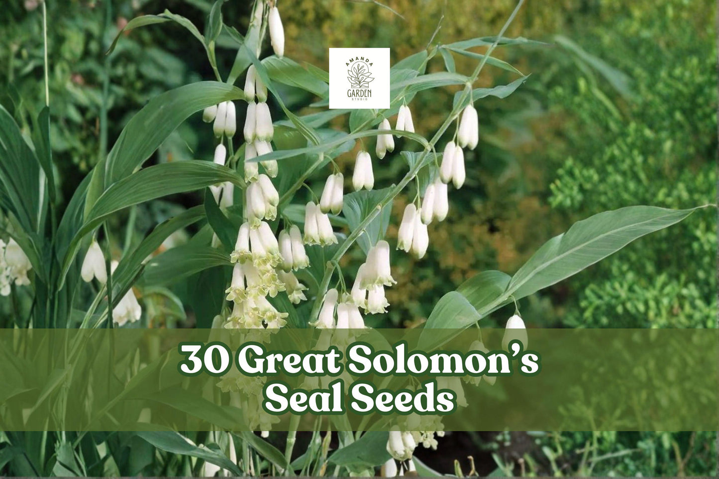 Great Solomon’s Seal Seeds – Native Woodland Perennial for Shade Gardens, Polygonatum biflorum, 30 Seeds