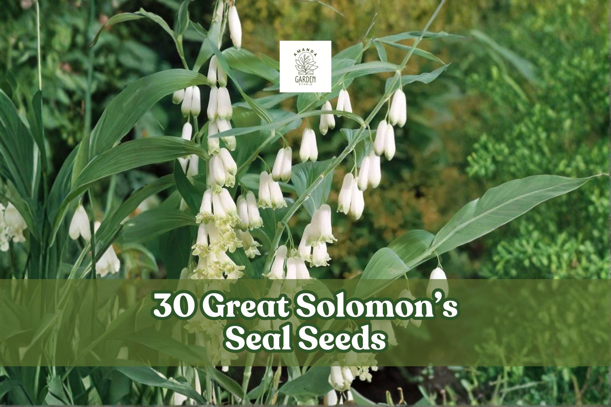 Great Solomon’s Seal Seeds – Native Perennial for Shade Gardens, Polygonatum biflorum, Woodland, Arching Stems