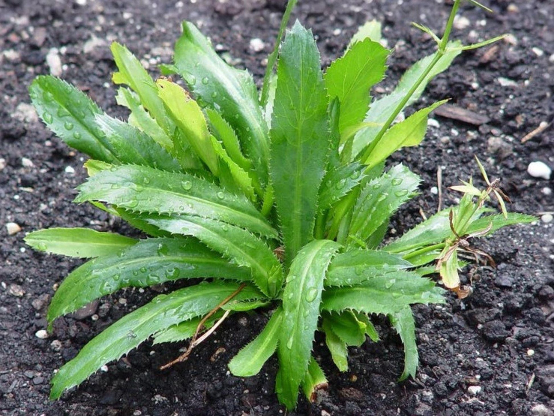 Culantro Ngo Gai Herb Seeds | Eryngium foetidum | Tropical Culinary Herb for Vietnamese, Caribbean & Asian Cooking