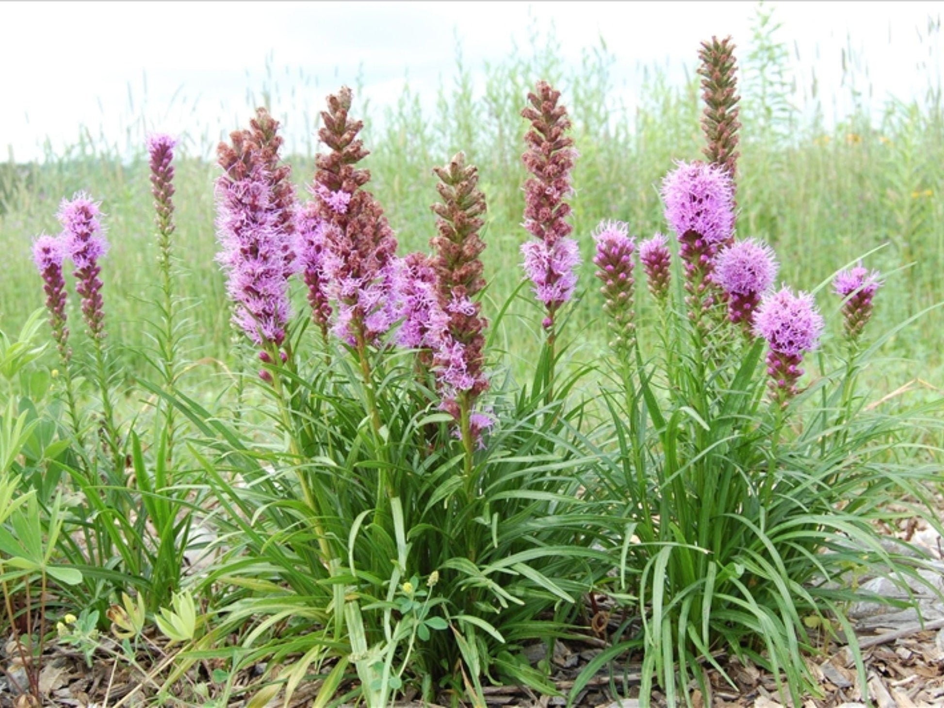 Water Dock Seeds | Native Wetland Wildflower Rumex orbiculatus for Rain Gardens & Erosion Control