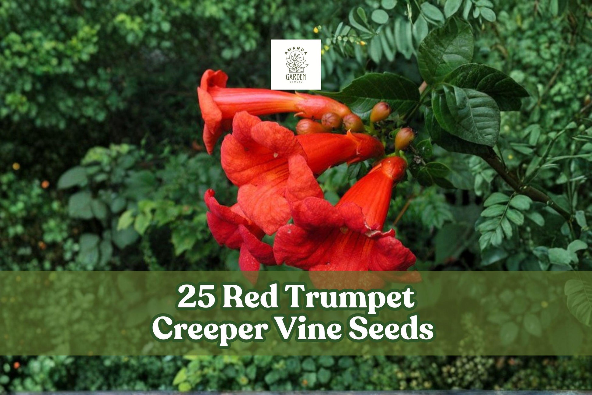 25 Red Trumpet Creeper Vine Seeds | Campsis radicans | Ornamental Climbing Flowering Vine for Fences & Arbors