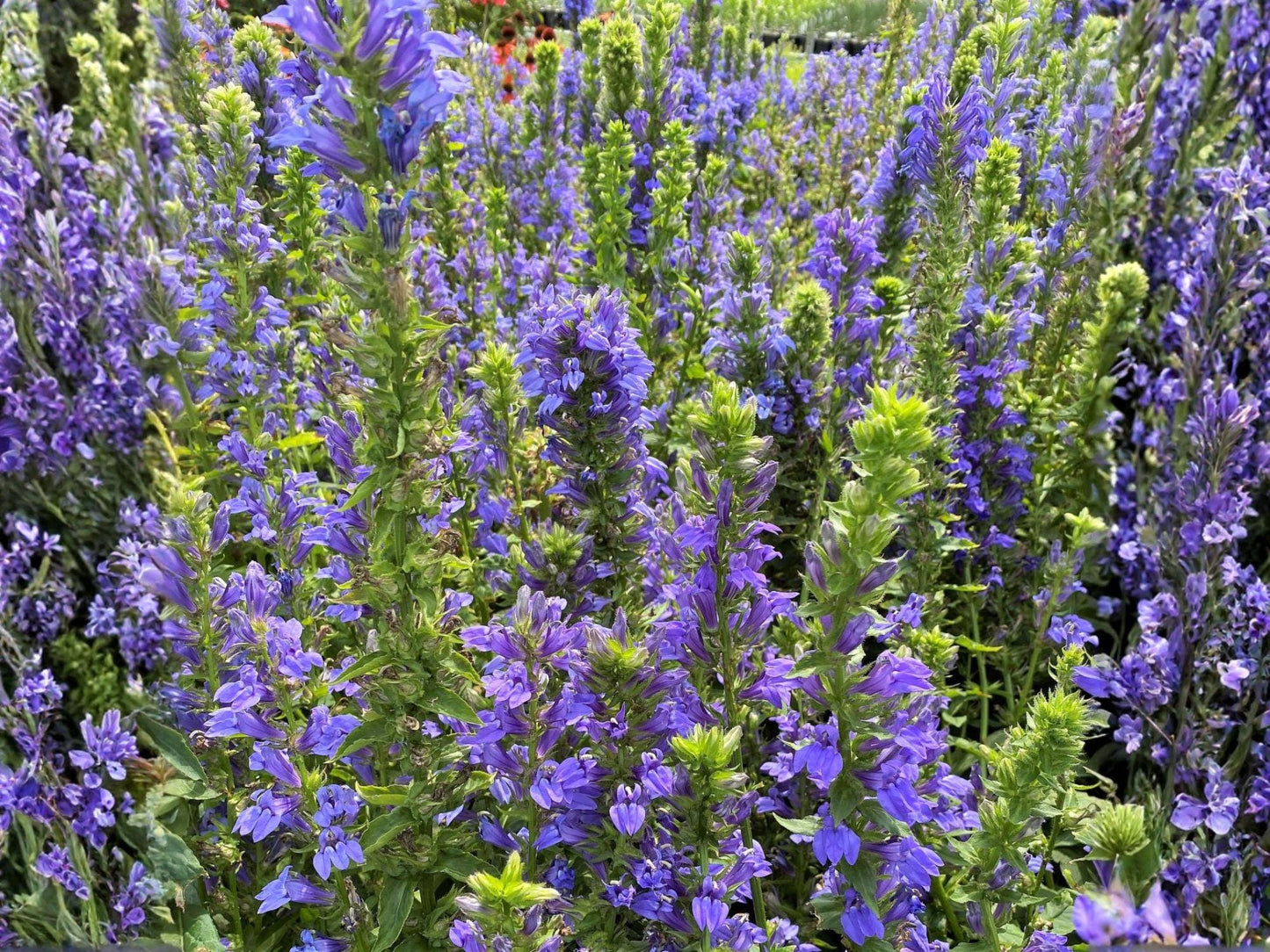 Blue Lobelia Seeds – Native Wildflower, Pollinator Plant, Lobelia siphilitica, 100 Seeds