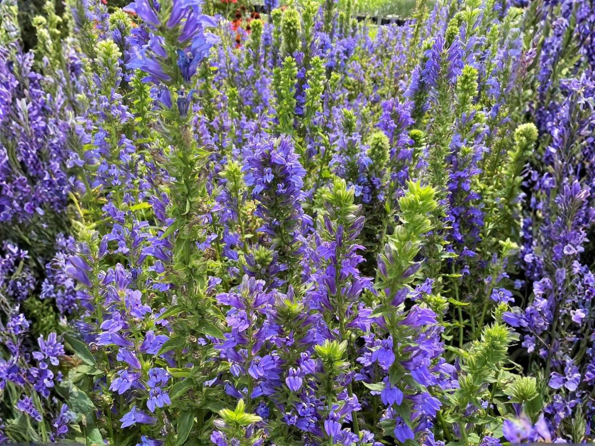 Blue Lobelia Seeds – Native Wildflower, Pollinator Plant, Lobelia siphilitica, 100 Seeds