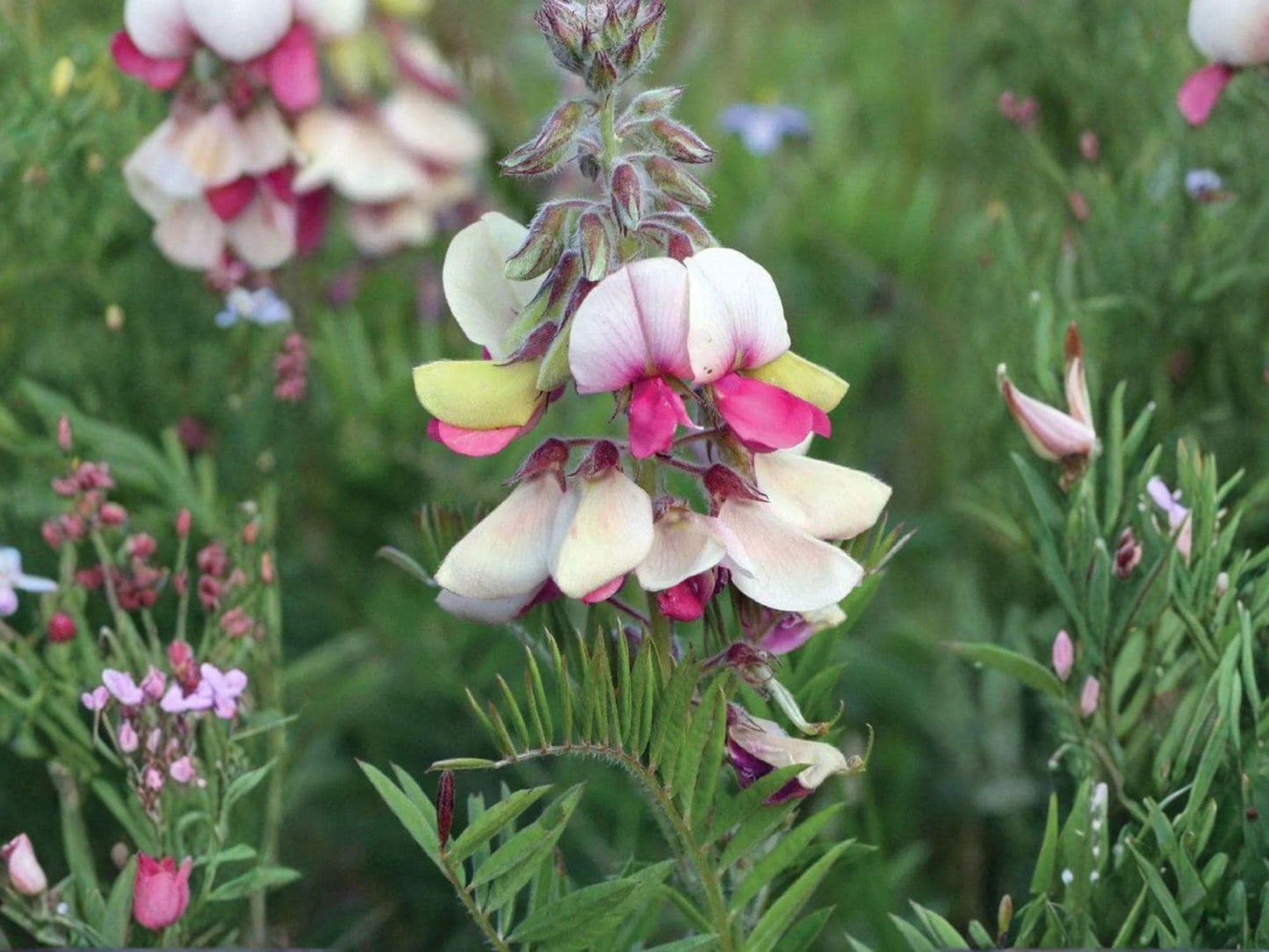 Tephrosia Virginiana Seeds – Goat’s Rue Native Wildflower for Prairie Gardens & Pollinator Support – 10 Seeds