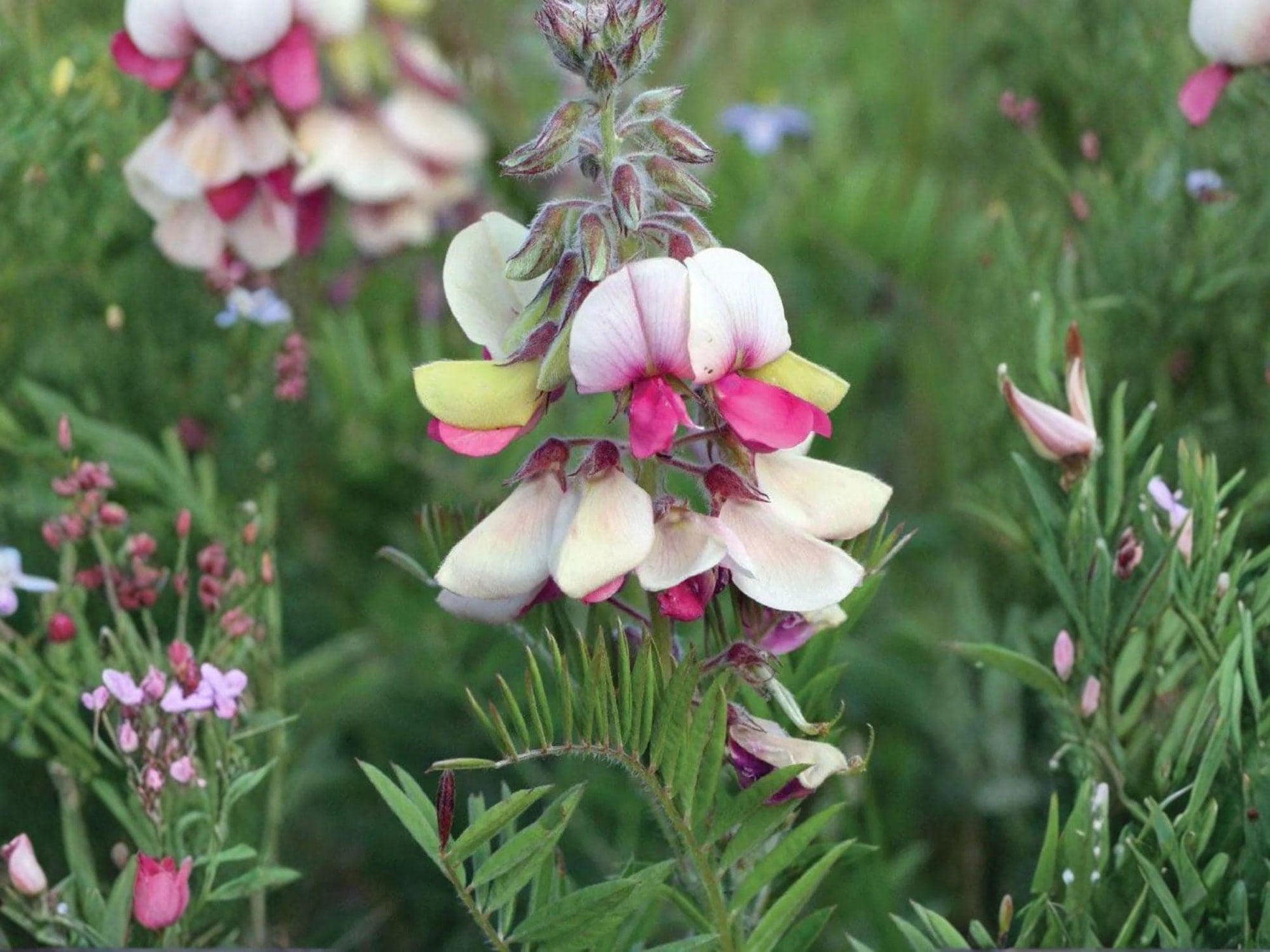 Tephrosia Virginiana Seeds – Goat’s Rue Native Wildflower for Prairie Gardens & Pollinator Support – 10 Seeds