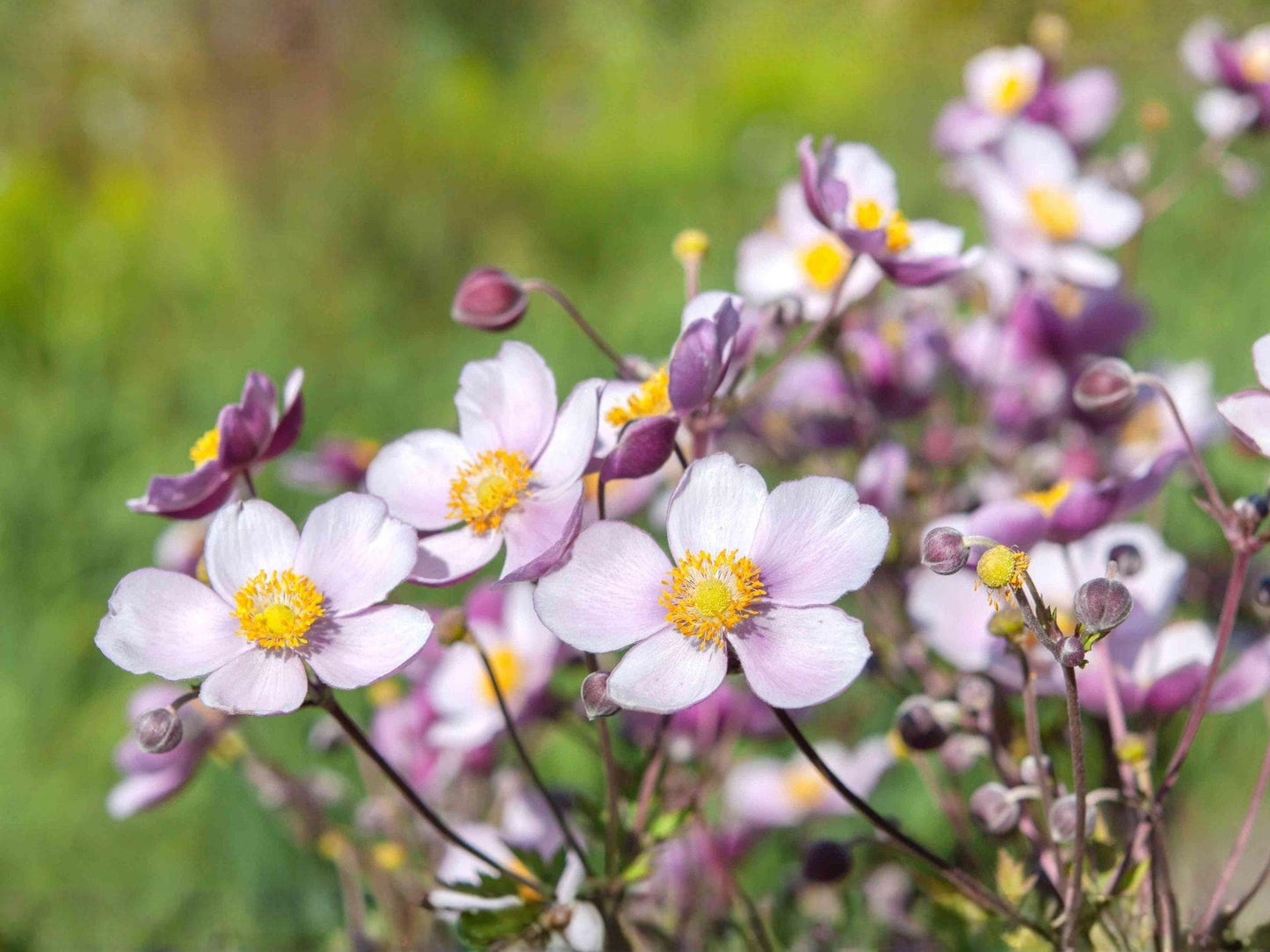 Anemone Multifida Seeds – Native Windflower for Rock & Alpine Gardens, 100 Seeds, Perennial Wildflower, Pollinator-Friendly