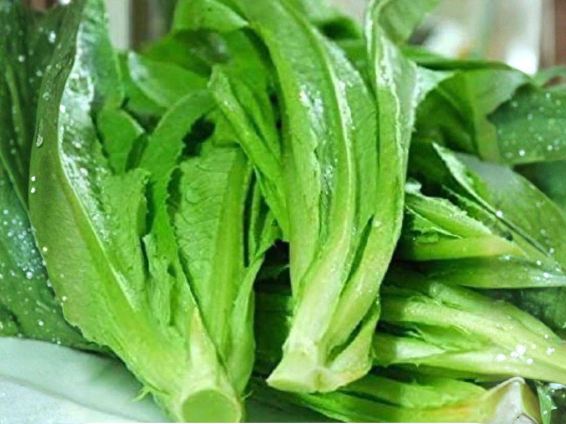 Asparagus Lettuce Seeds | New Yu Mai Celtuce | Fast Growing Chinese Vegetable for Salads & Stir-Fries