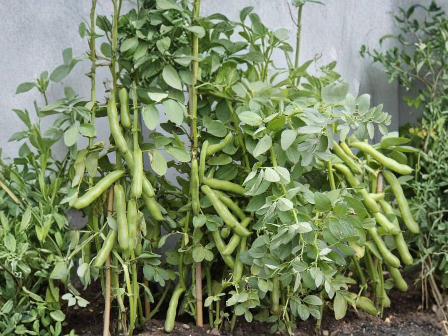 Fava Bean Seeds, Broad Bean, Heirloom Vegetable, Cool-Season Legume, 10 Seeds