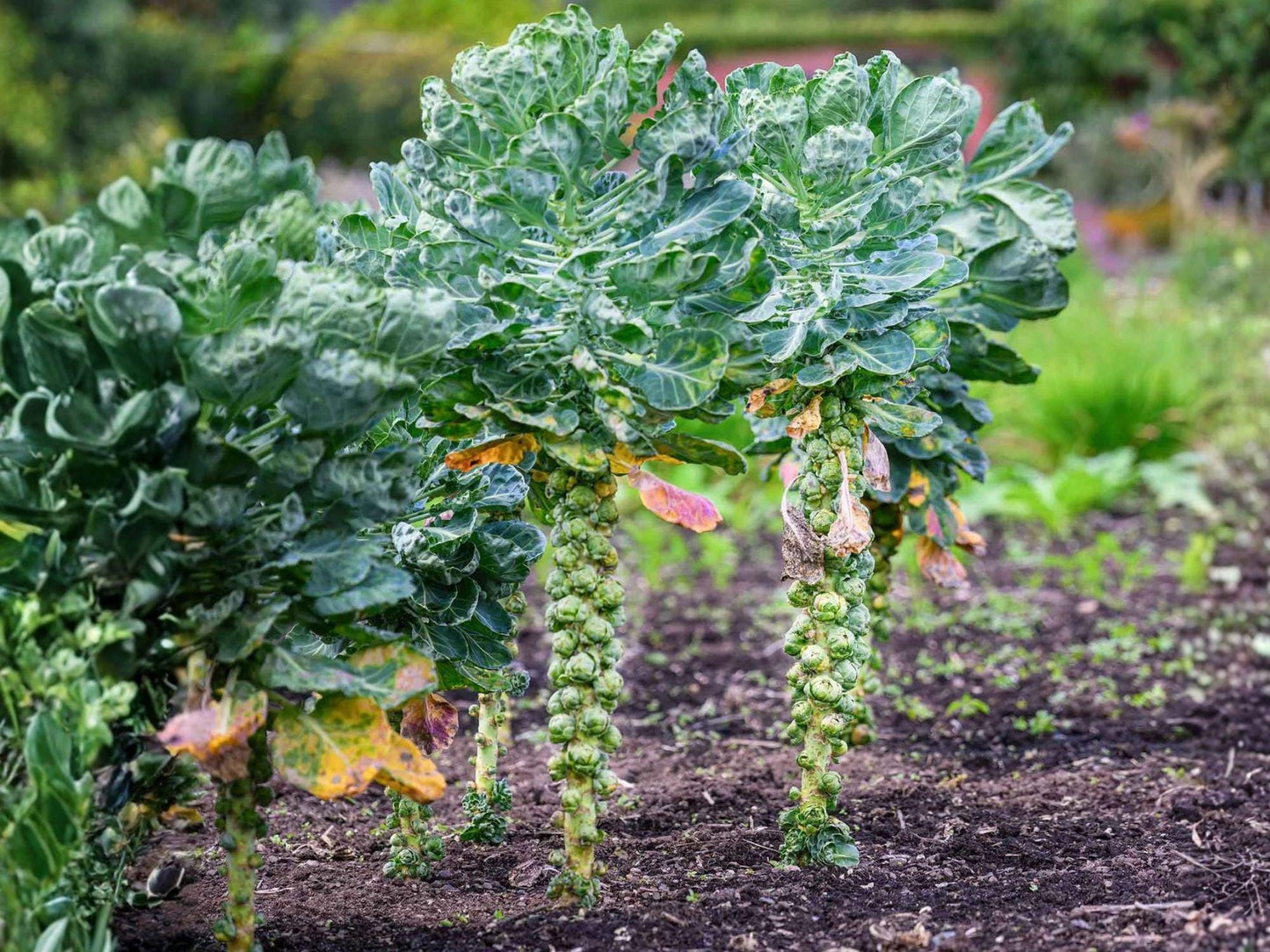 Brussels Sprouts Long Island Improved Heirloom Seeds | Cold Hardy Vegetable | Small Tight Sprouts | 500 Seeds