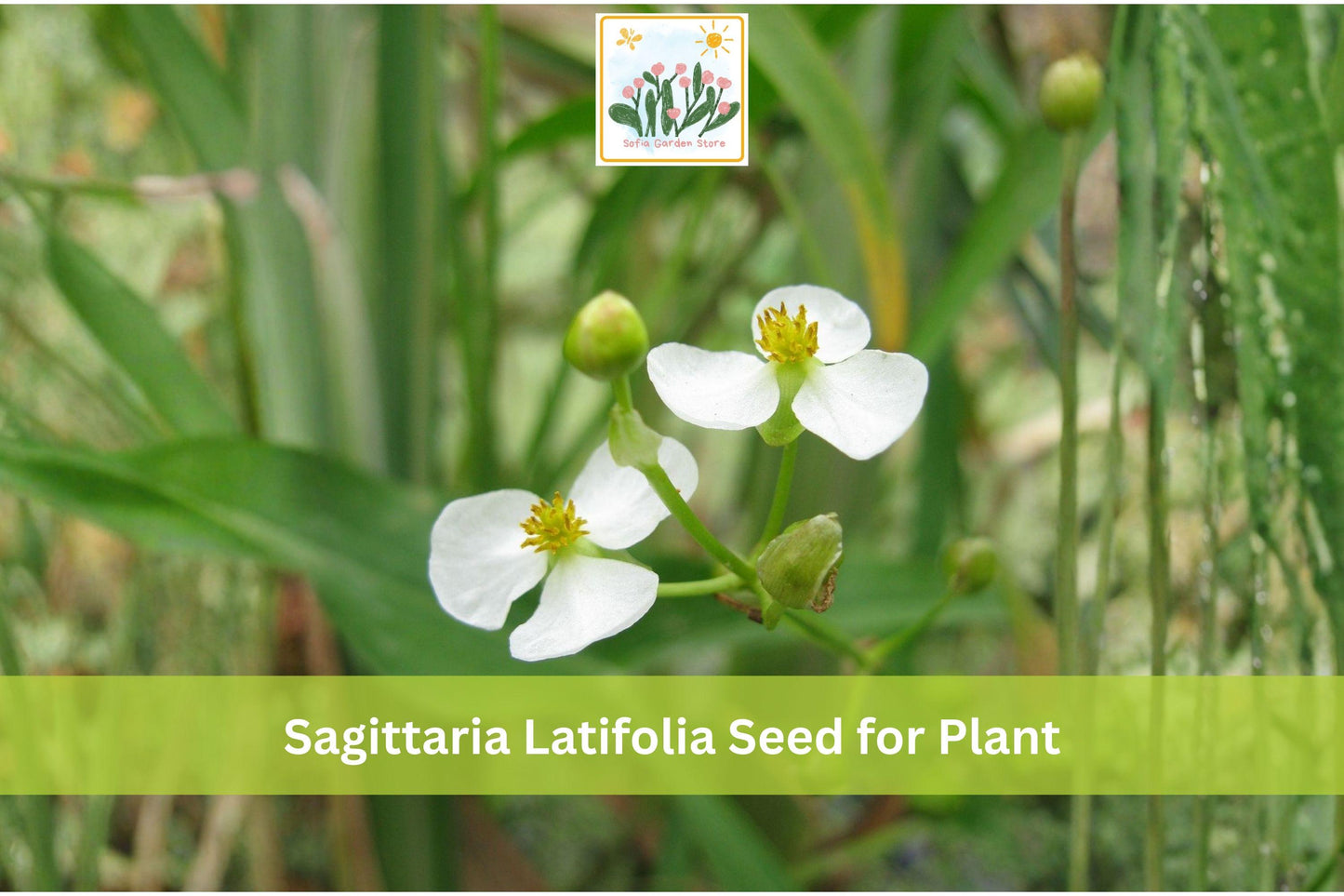 500 Common Arrowhead Seeds | Sagittaria latifolia Native Aquatic Perennial for Water Gardens, Ponds & Wetlands
