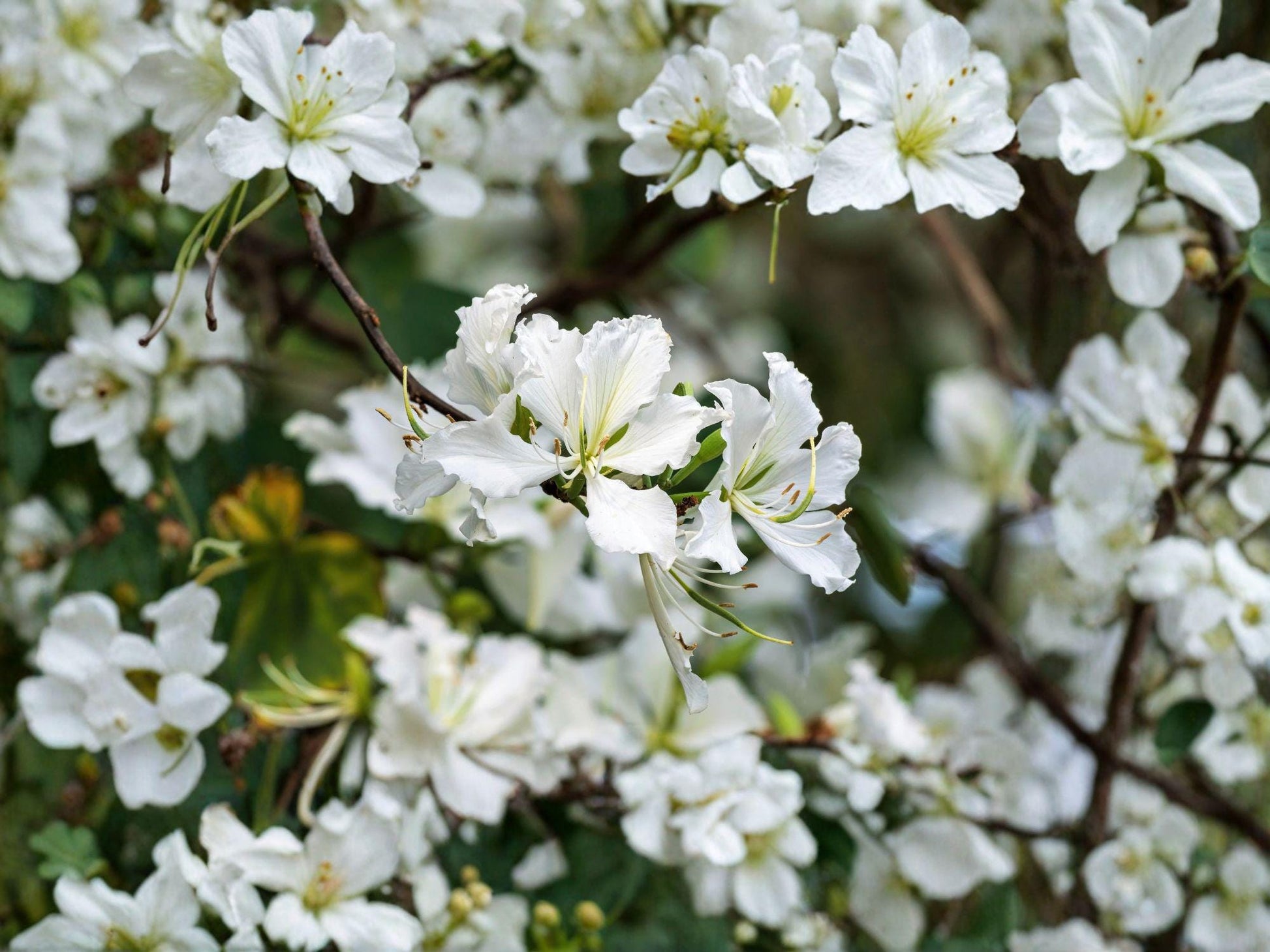 Bauhinia alba White Orchid Tree Seeds – Tropical Flowering Ornamental Tree for Gardens & Containers