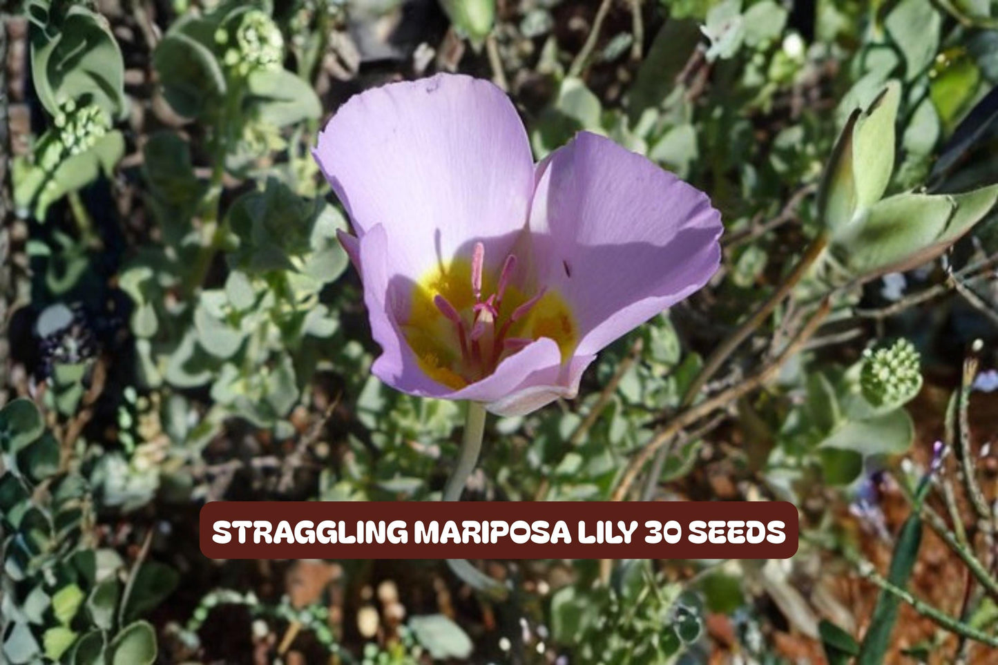 Winding Mariposa Lily Seeds - Straggling Wildflower, Calochortus flexuosus, 30 Pack, Native Perennial for Gardens and Wildflower Planting