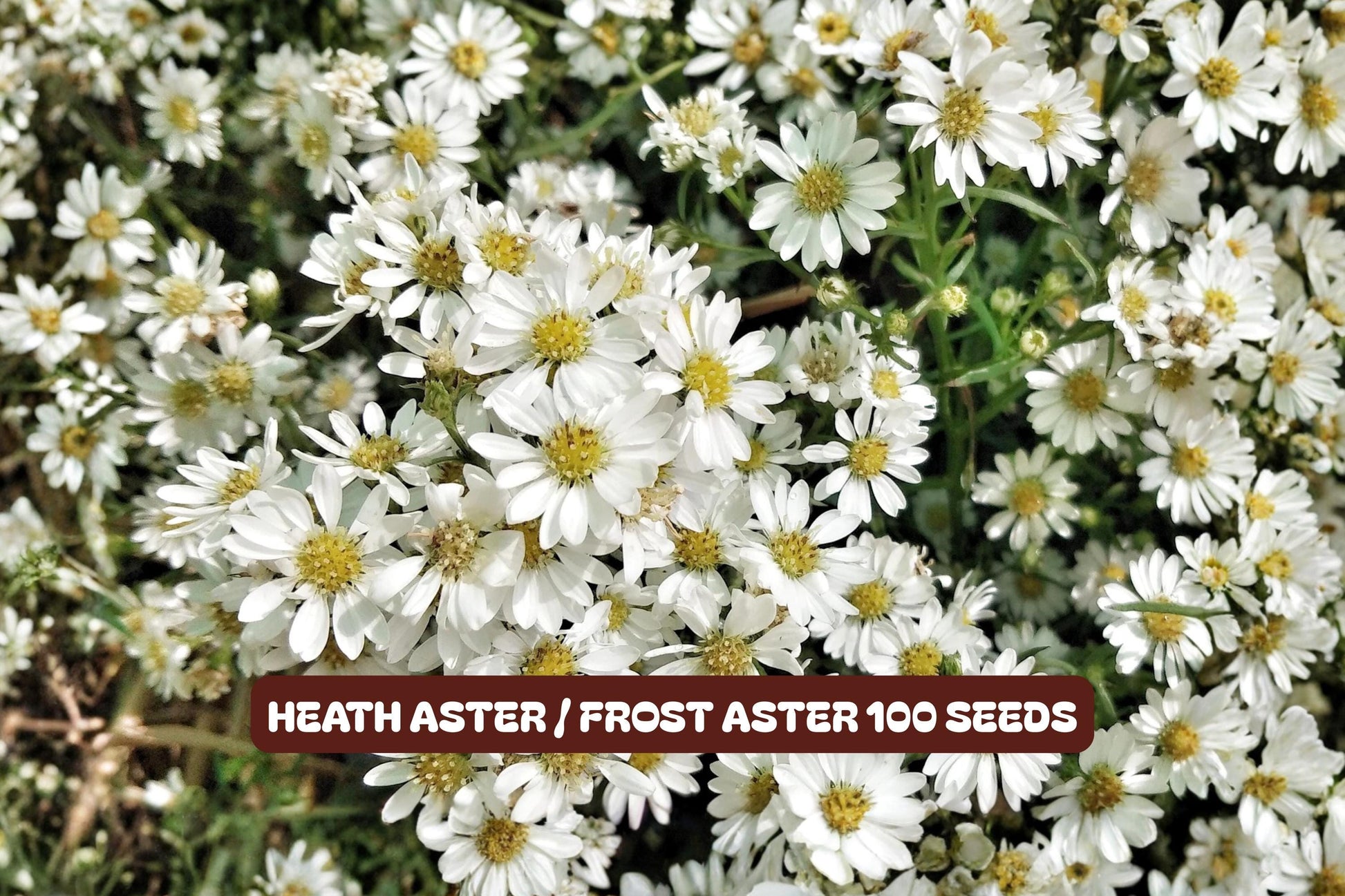 Heath Aster Seeds 100 Pack - Frost Aster Symphyotrichum ericoides Pollinator Plant for Gardens