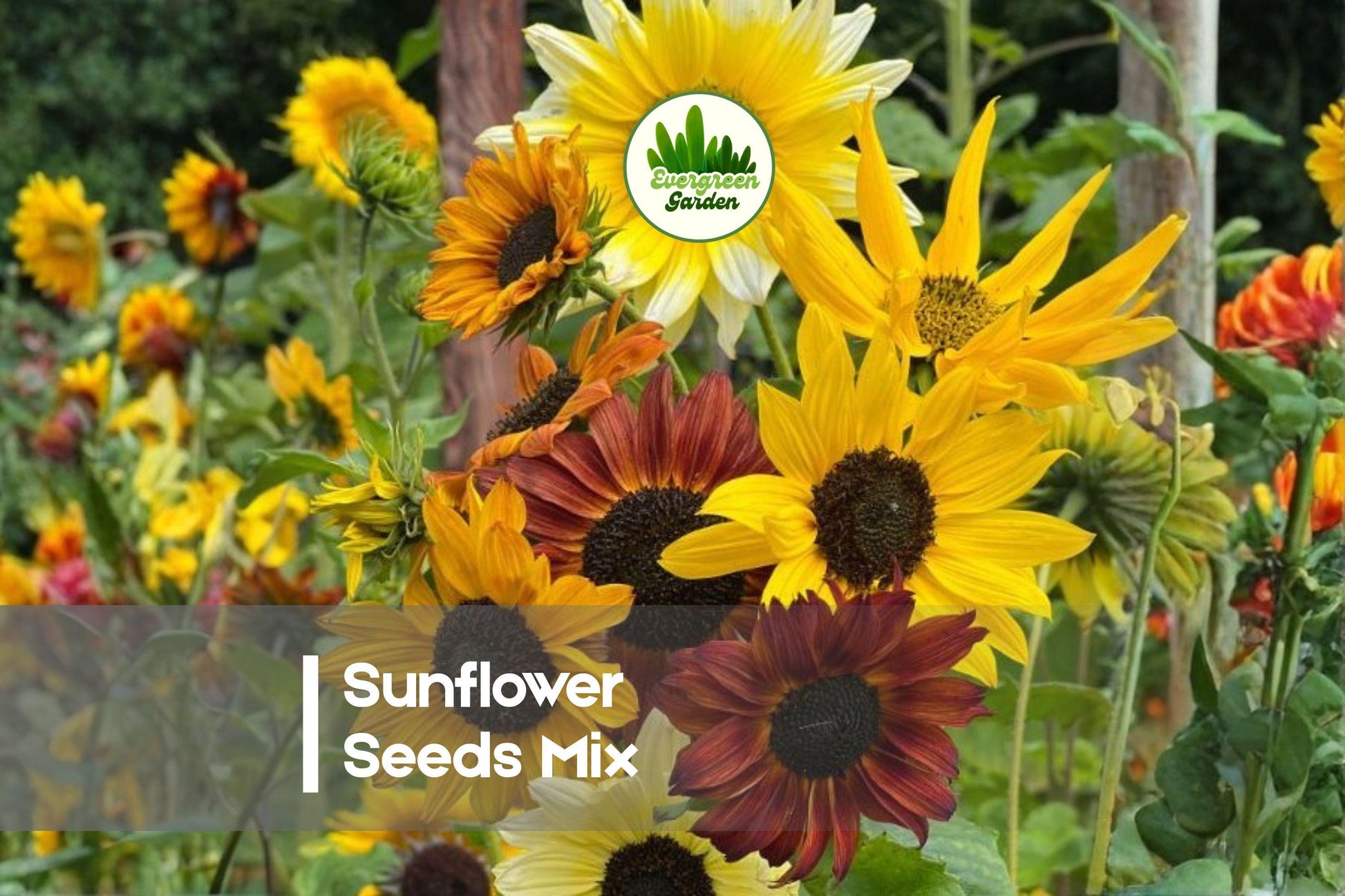 Sunflower Seeds Mix - Here Comes The Sun - Bright Yellow Blooms - Helianthus annuus - Garden, Border, Cut Flower