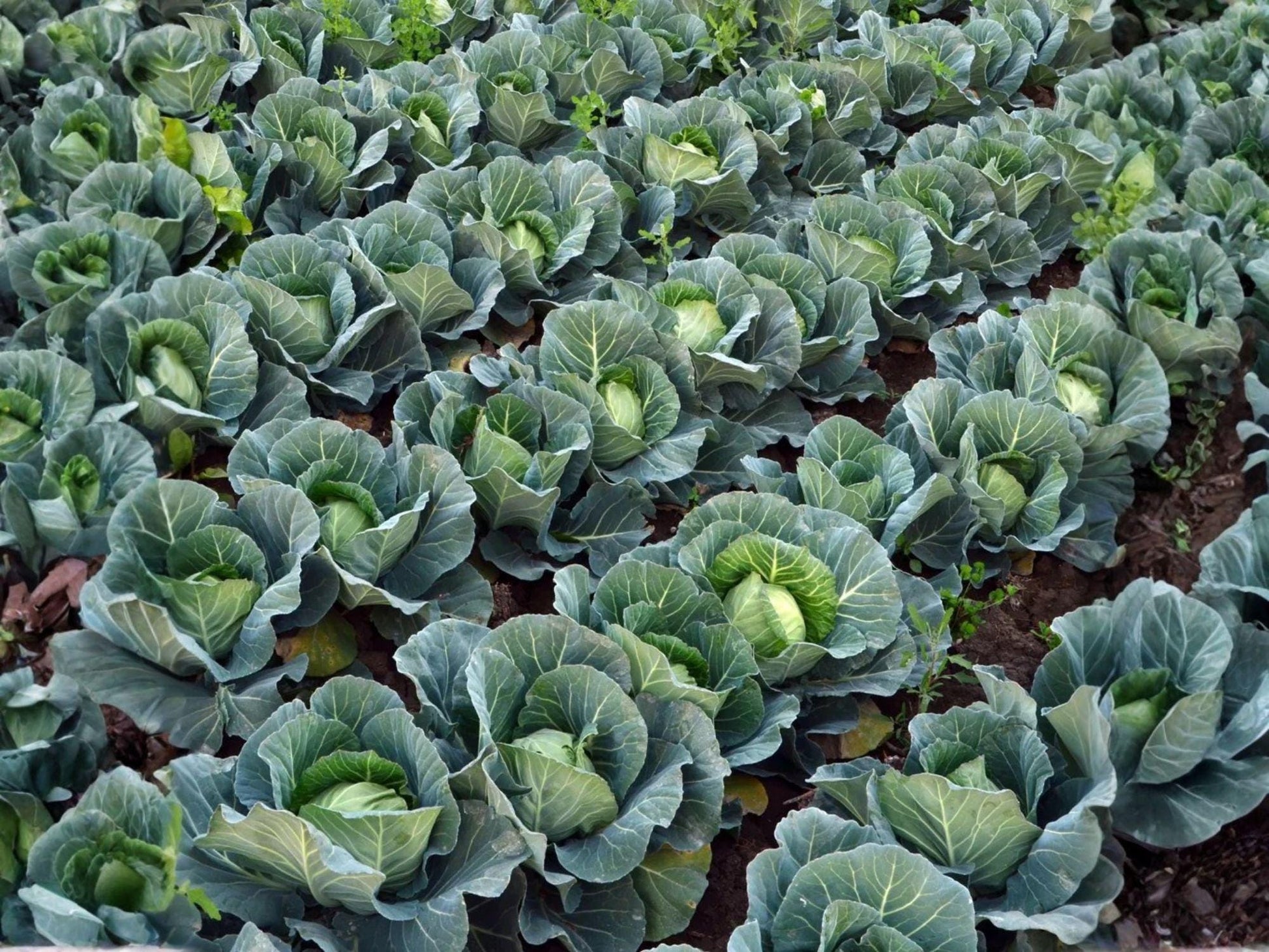 Golden Acre Cabbage Seeds | Heirloom Compact Vegetable for Spring & Fall | Early Maturity, Tender Green Heads