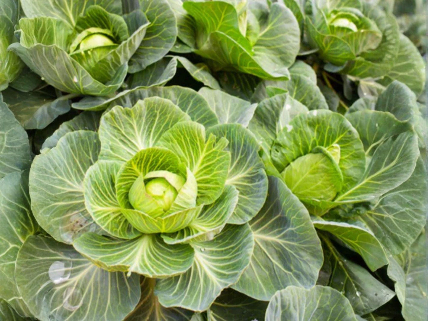 Copenhagen Market Cabbage Seeds | Heirloom Vegetable | Early, Compact, Light Green | Brassica oleracea