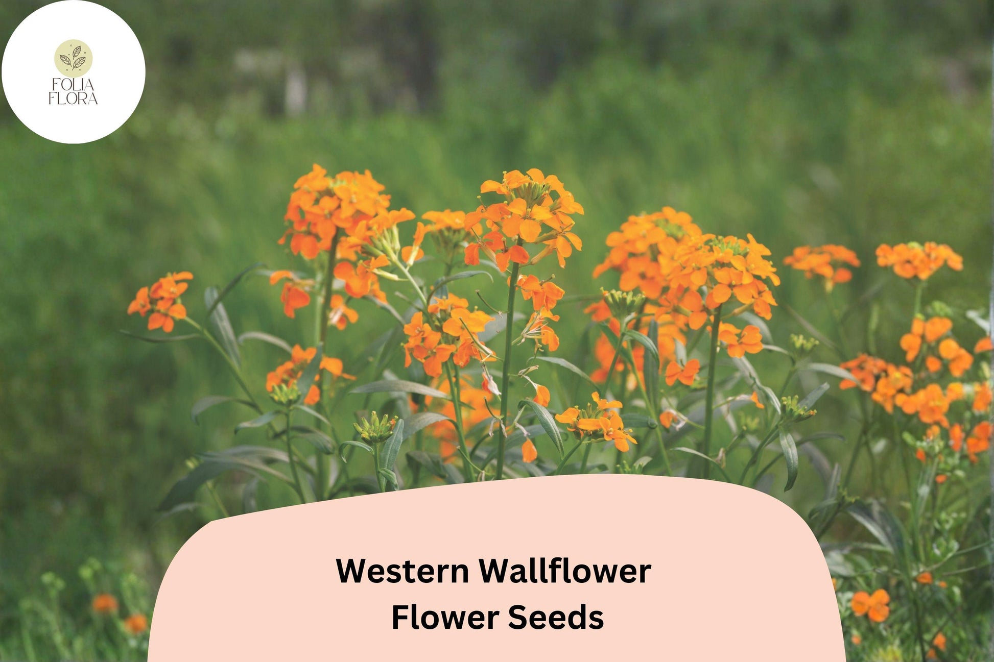Erysimum capitatum Seeds | Western Wallflower Native Wildflower with Orange Yellow Blooms | 100 Seeds