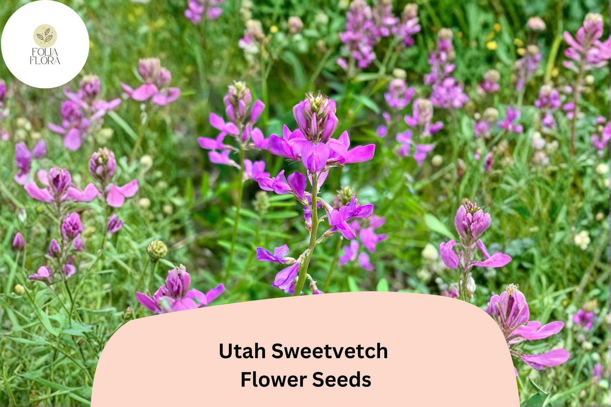 Hedysarum boreale Seeds | Utah Sweetvetch Native Wildflower Pink Purple Blooms | 25 Seeds