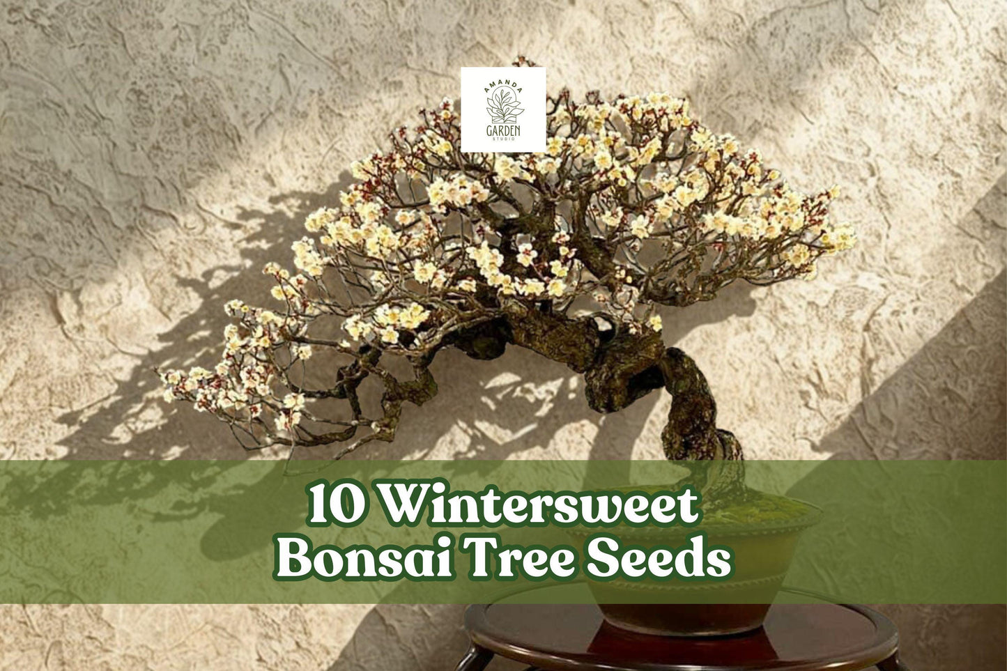 10 Wintersweet Bonsai Tree Seeds | Chimonanthus praecox | Fragrant Winter Flowering Ornamental Plant