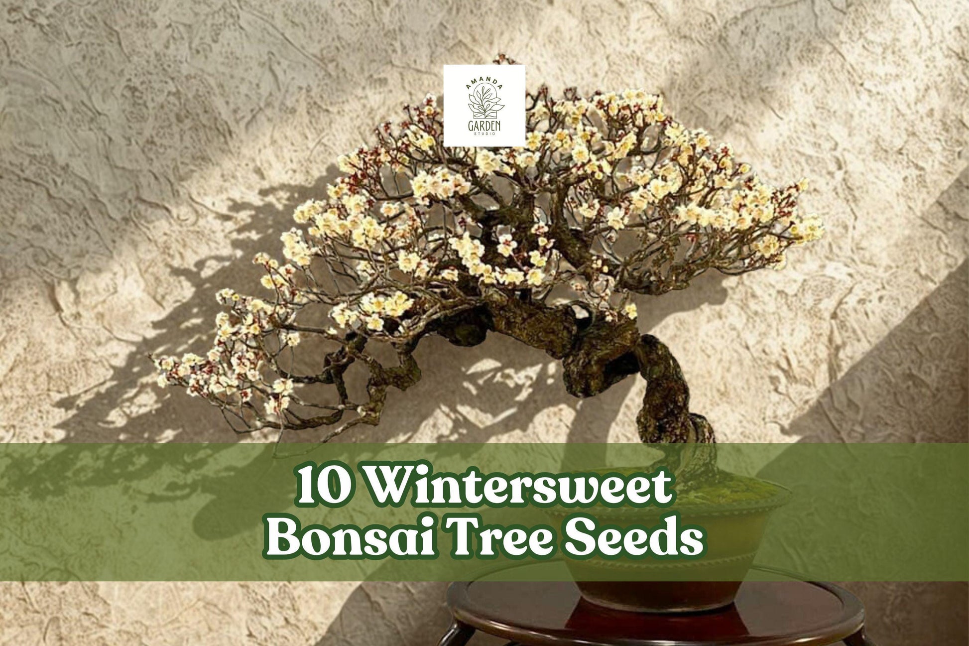 10 Wintersweet Bonsai Tree Seeds | Chimonanthus praecox | Fragrant Winter-Flowering Ornamental Plant Seeds