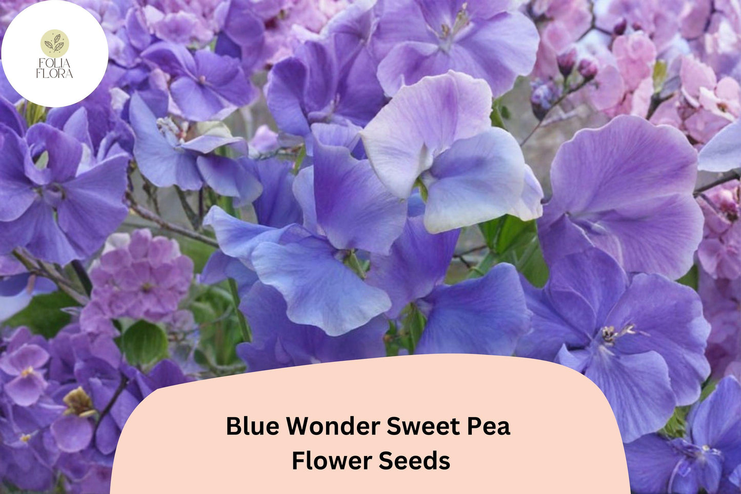 Blue Wonder Sweet Pea Seeds | Climbing Lathyrus odoratus | Blue Flowers | Ornamental Annual Vine | 50+ Seeds