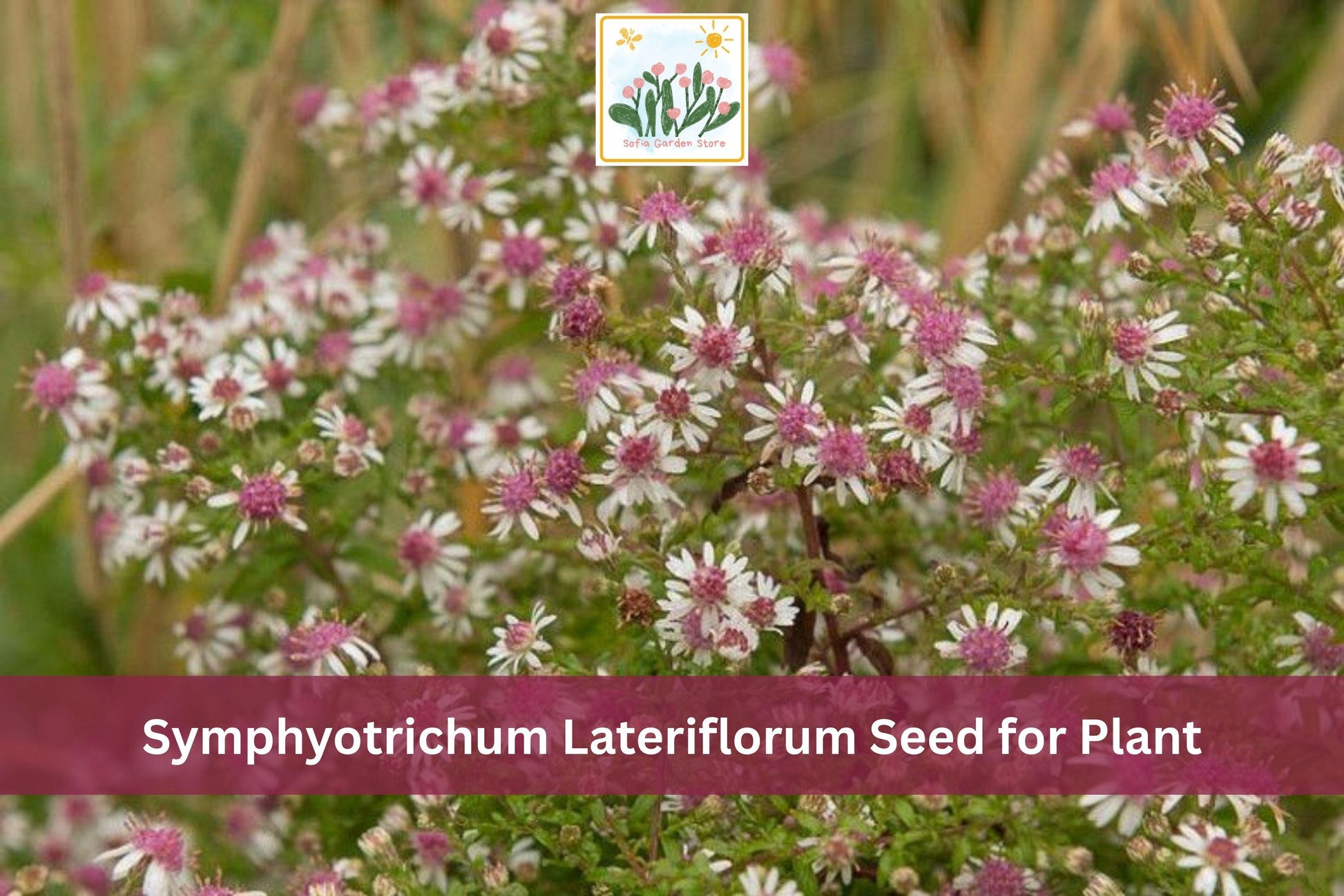 Calico Aster Seeds | Symphyotrichum lateriflorum | Native Wildflower, Perennial, Fall Blooming
