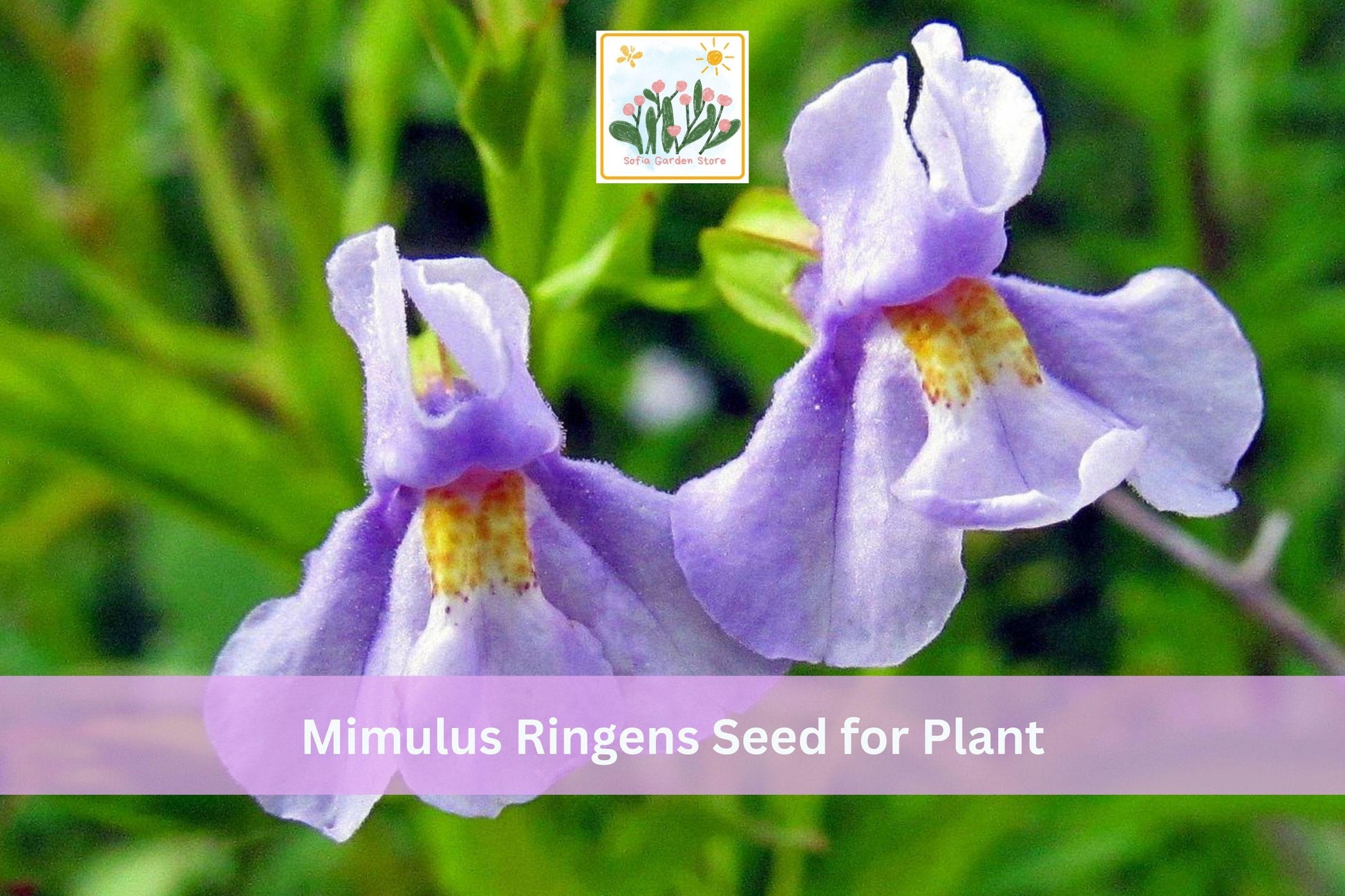 5000 Mimulus ringens Seeds | Native Perennial Wildflower | Purple Monkey Flower | Square-stemmed Mimulus