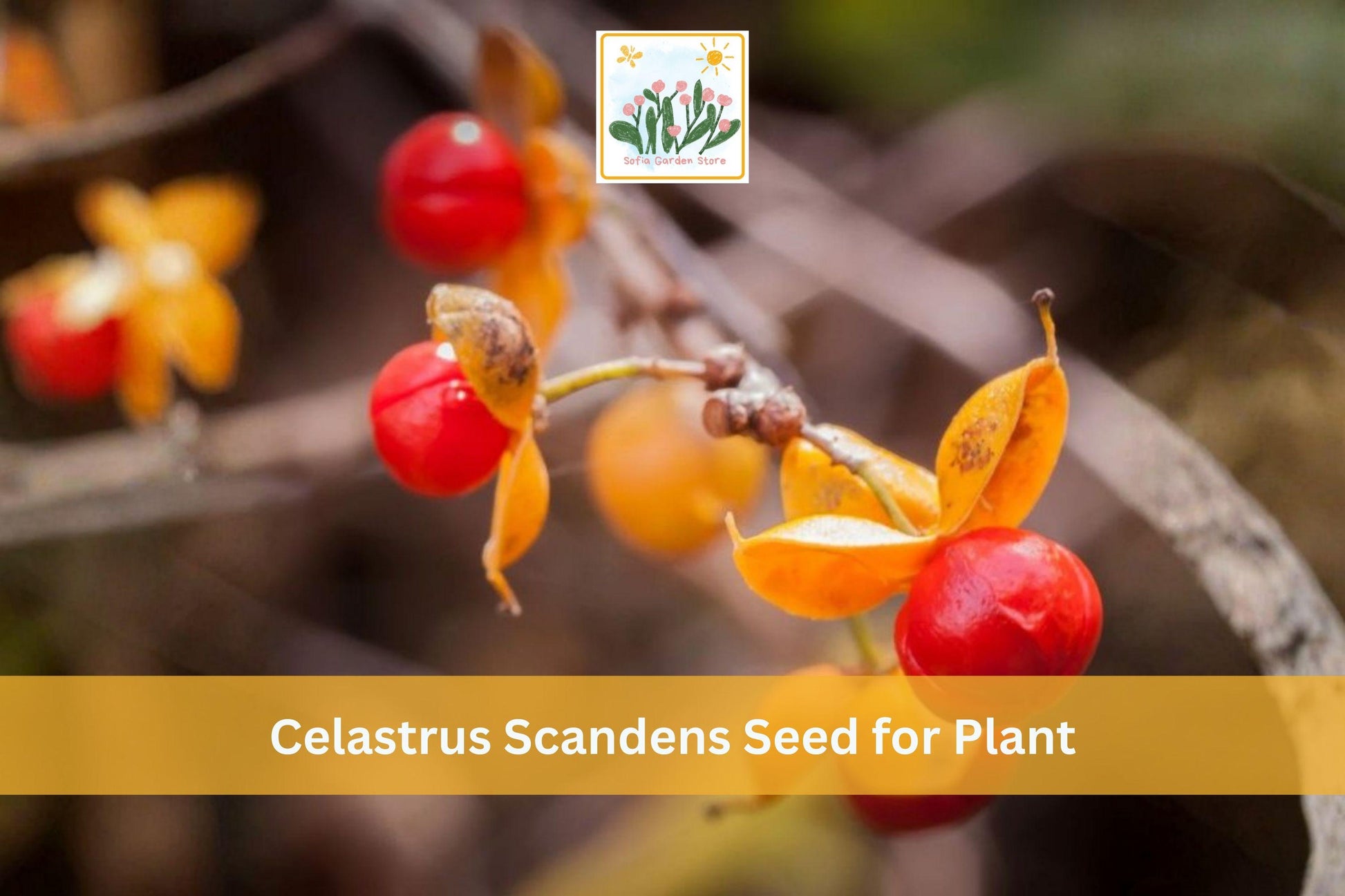 American Bittersweet Seeds | Native Climbing Vine | Celastrus scandens | Bright Orange Berries for Garden & Landscape