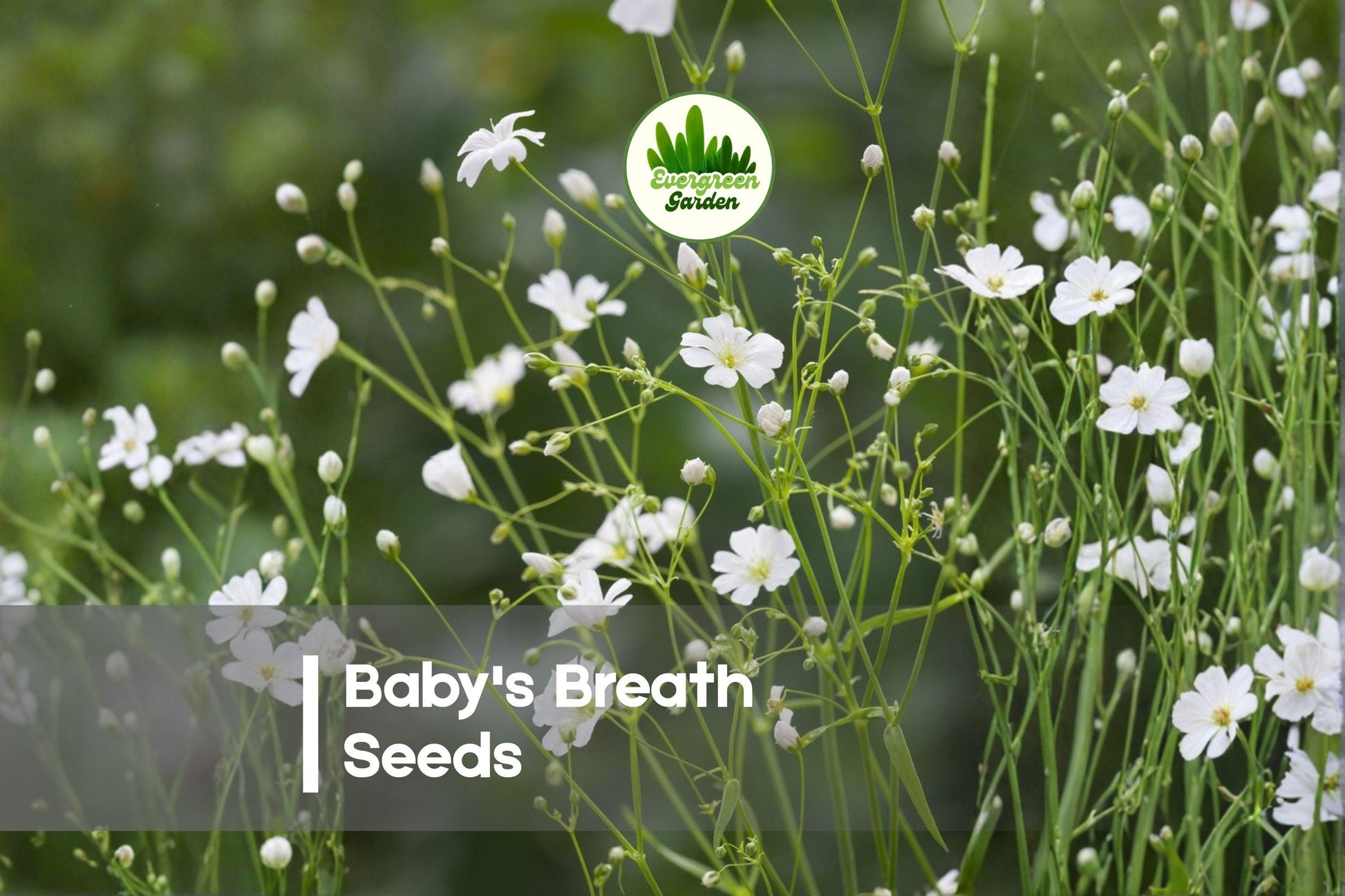 Baby's Breath Seeds 5,000 Gypsophila elegans Annual for Bouquets, Borders, Cottage Gardens, Airy White Flowers