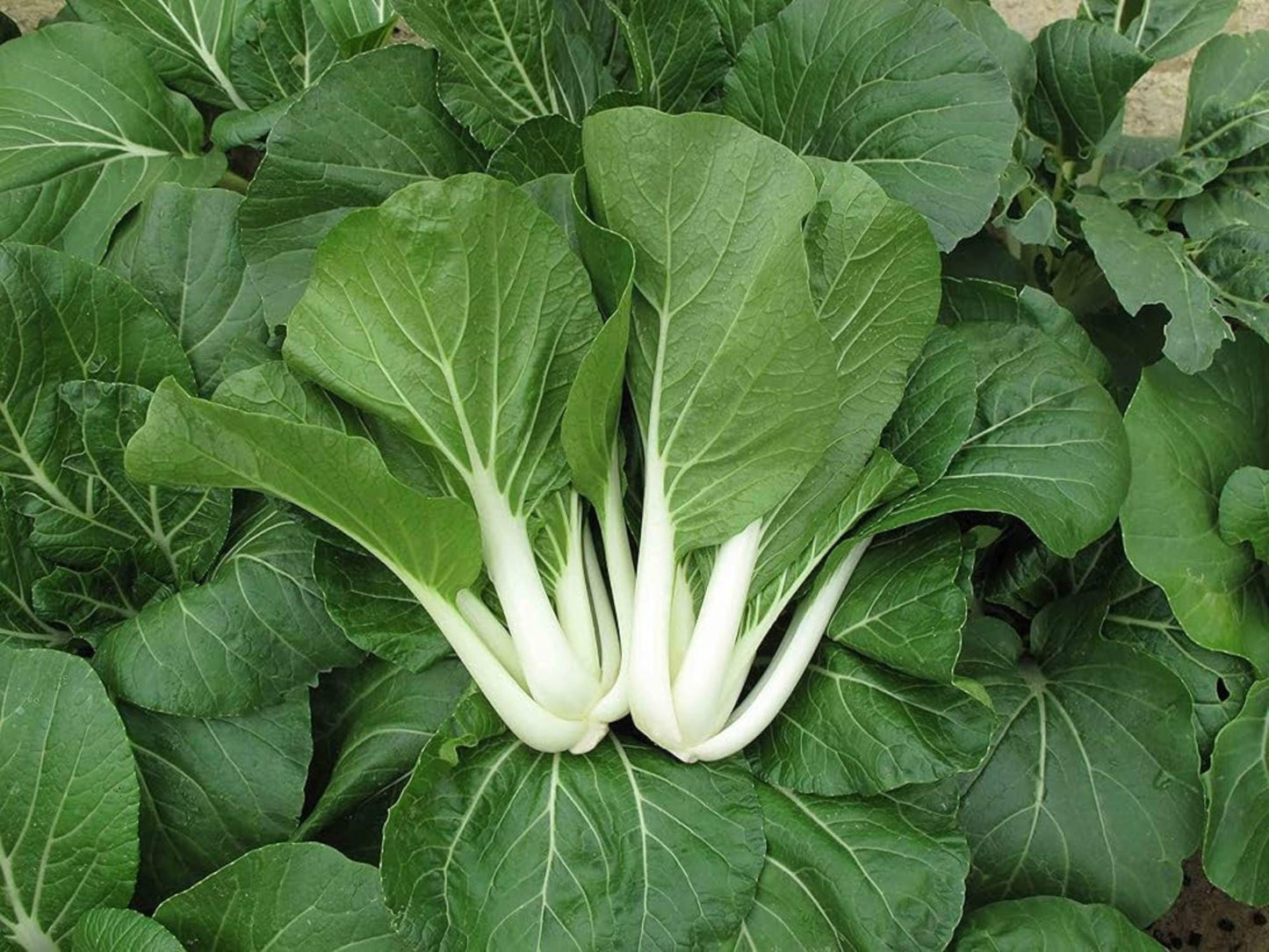 Bok Choi Taisai Seeds – Asian Leafy Greens, Cool-Season Crop, 500 Seeds