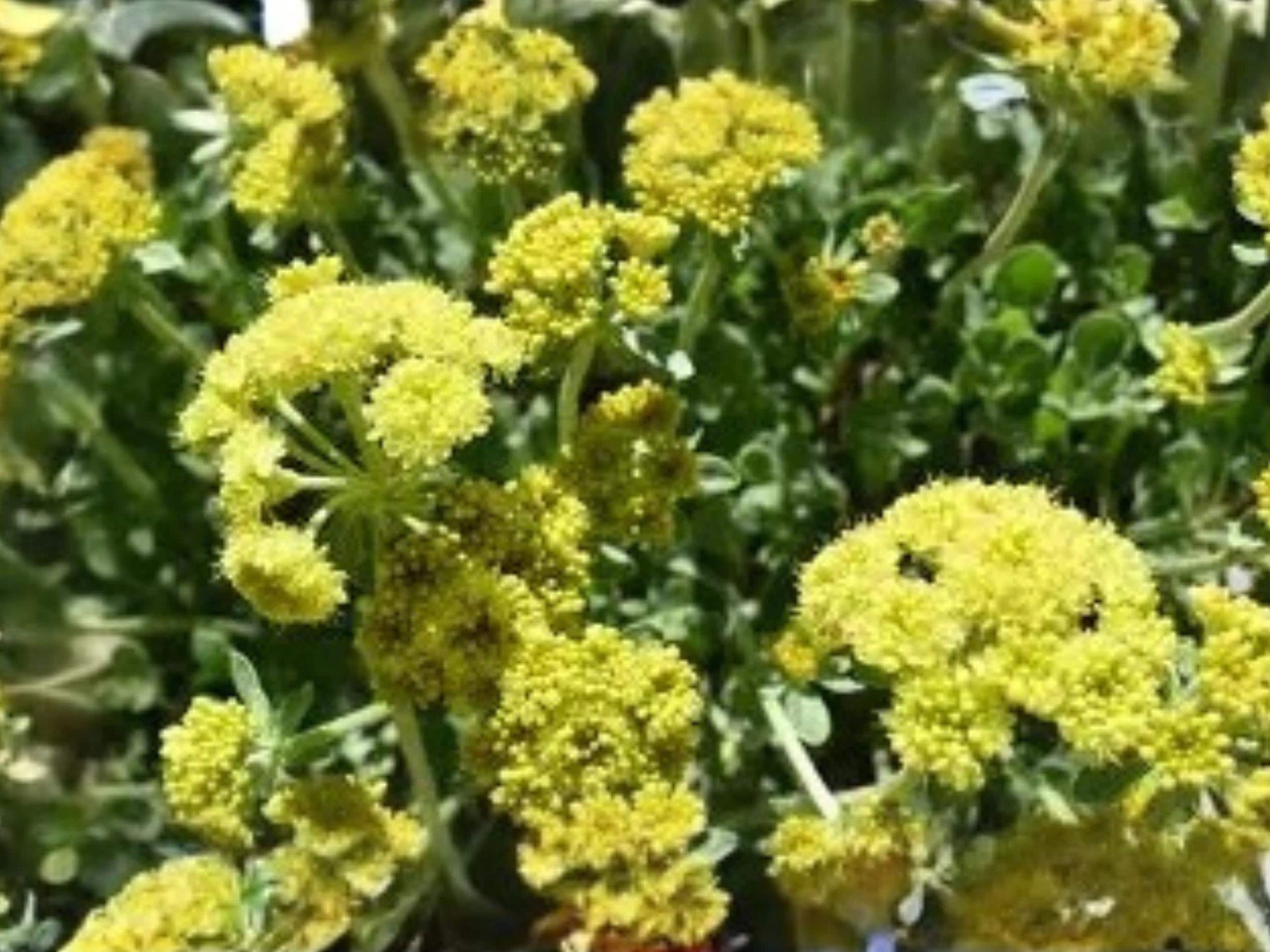 Eriogonum umbellatum Sulfurflower Native Pollinator Perennial Seeds Drought Tolerant Rock Garden Plant