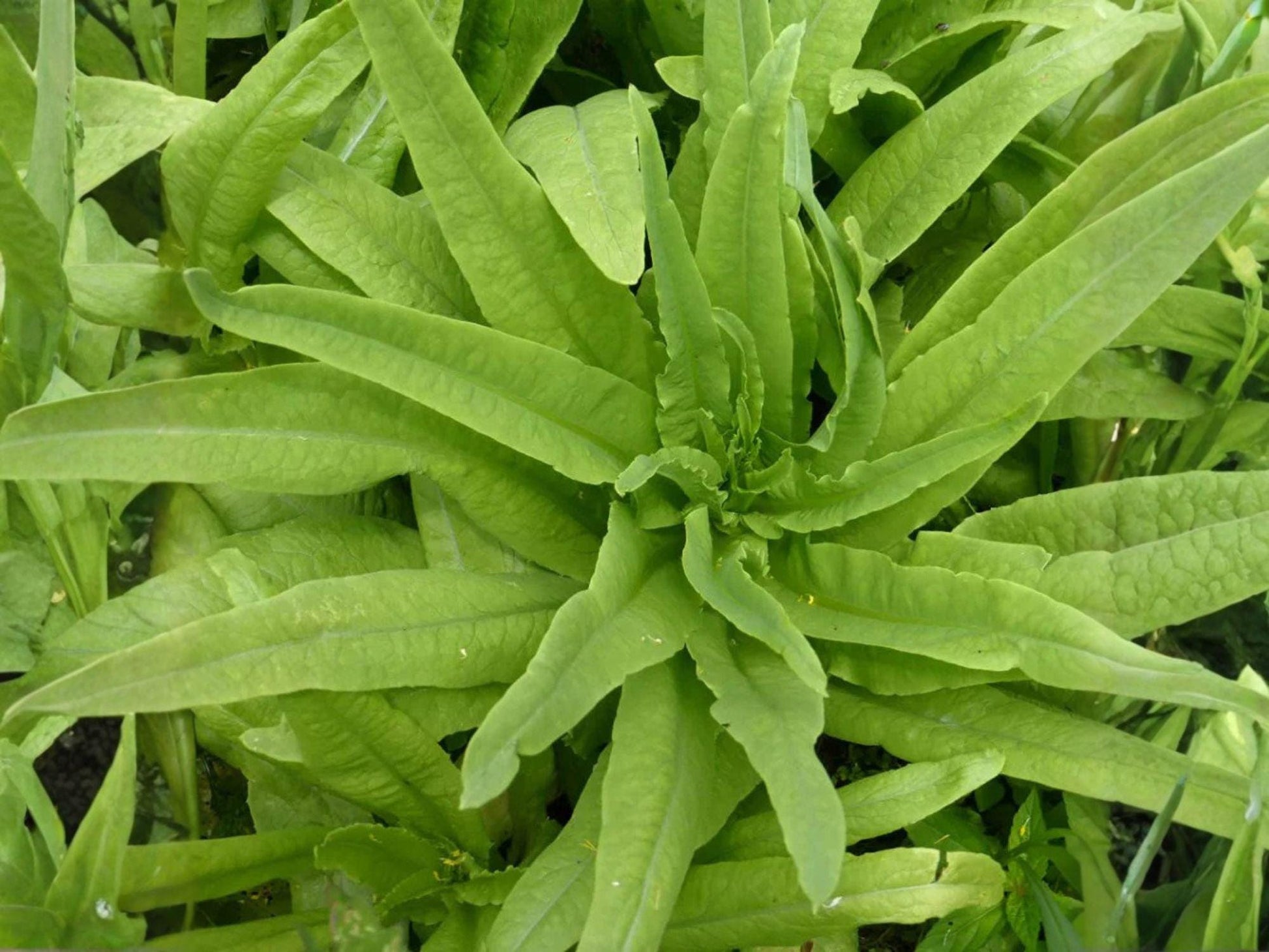 Celtuce Seeds - Asparagus Lettuce, New Yu Mai, Stem Lettuce, Asian Vegetable, Edible Stems & Leaves, 200 Seeds