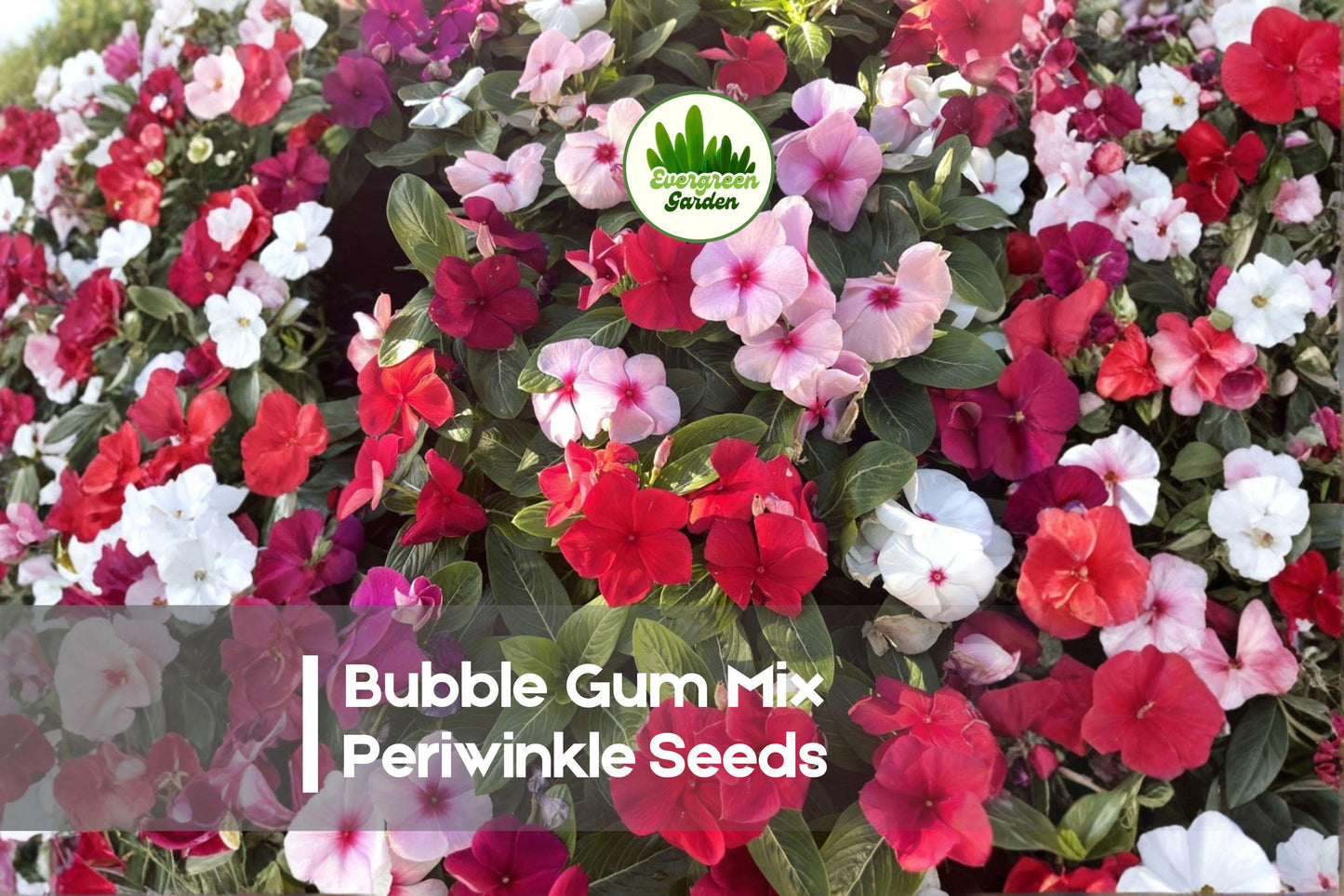 500 Bubble Gum Mix Periwinkle Seeds, Catharanthus roseus, Pastel and Bright Blooming Annual Flowers for Gardens & Containers