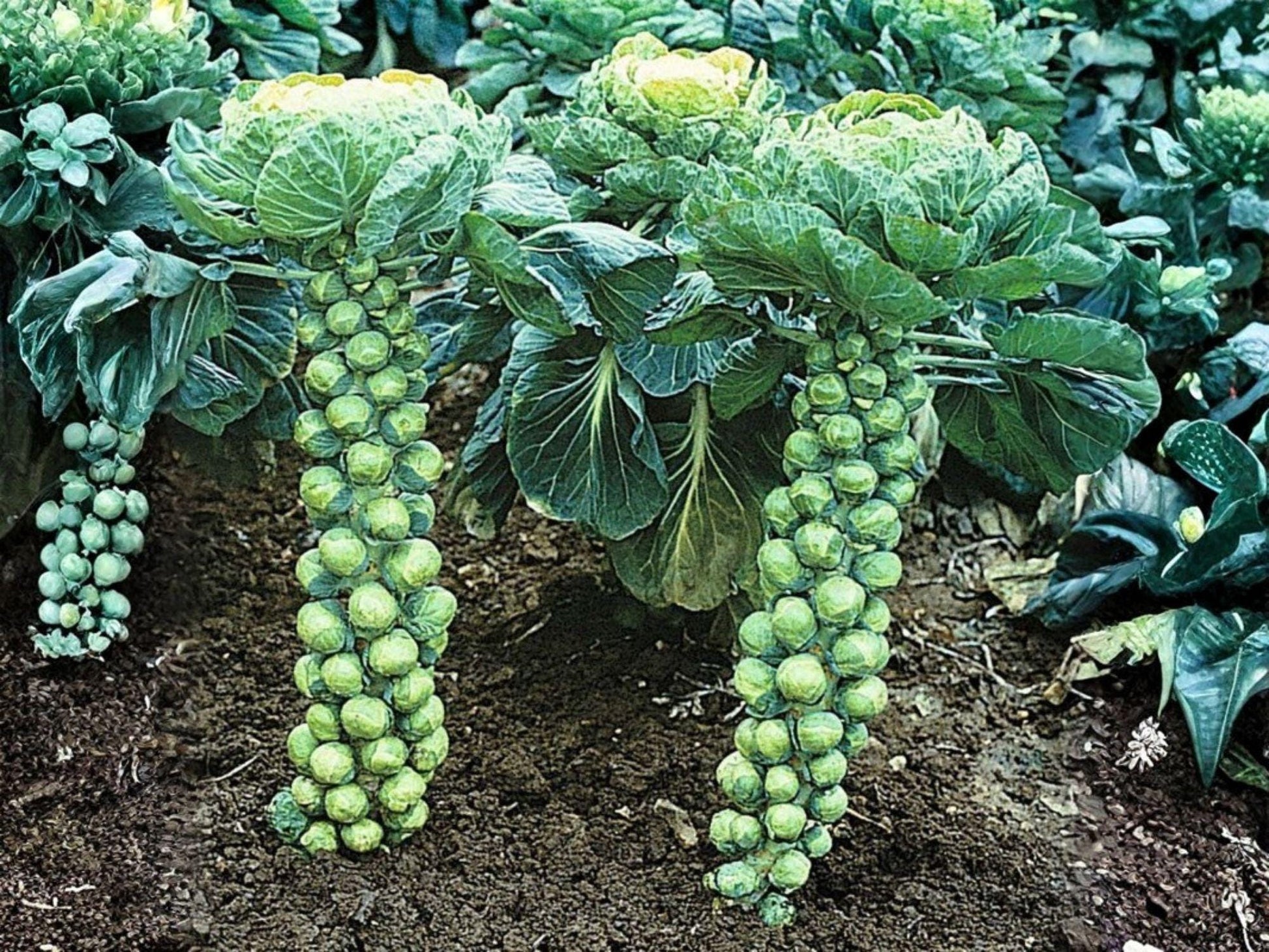Catskill Brussels Sprouts Seeds – Heirloom, Cold Hardy, High Yield, Compact Plant, Non-GMO, 500 Seeds