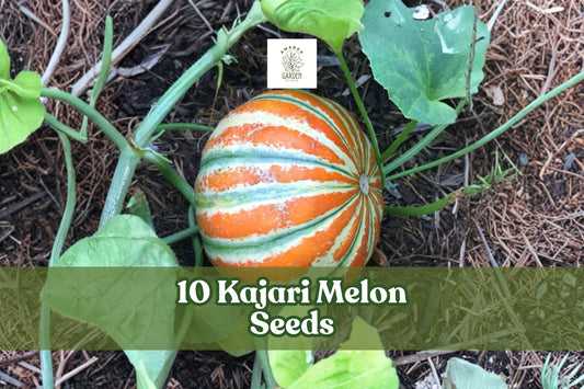 10 Kajari Melon Seeds – Exotic Heirloom Fruit Seeds with Striped Skin, Cucumis melo, Garden Planting