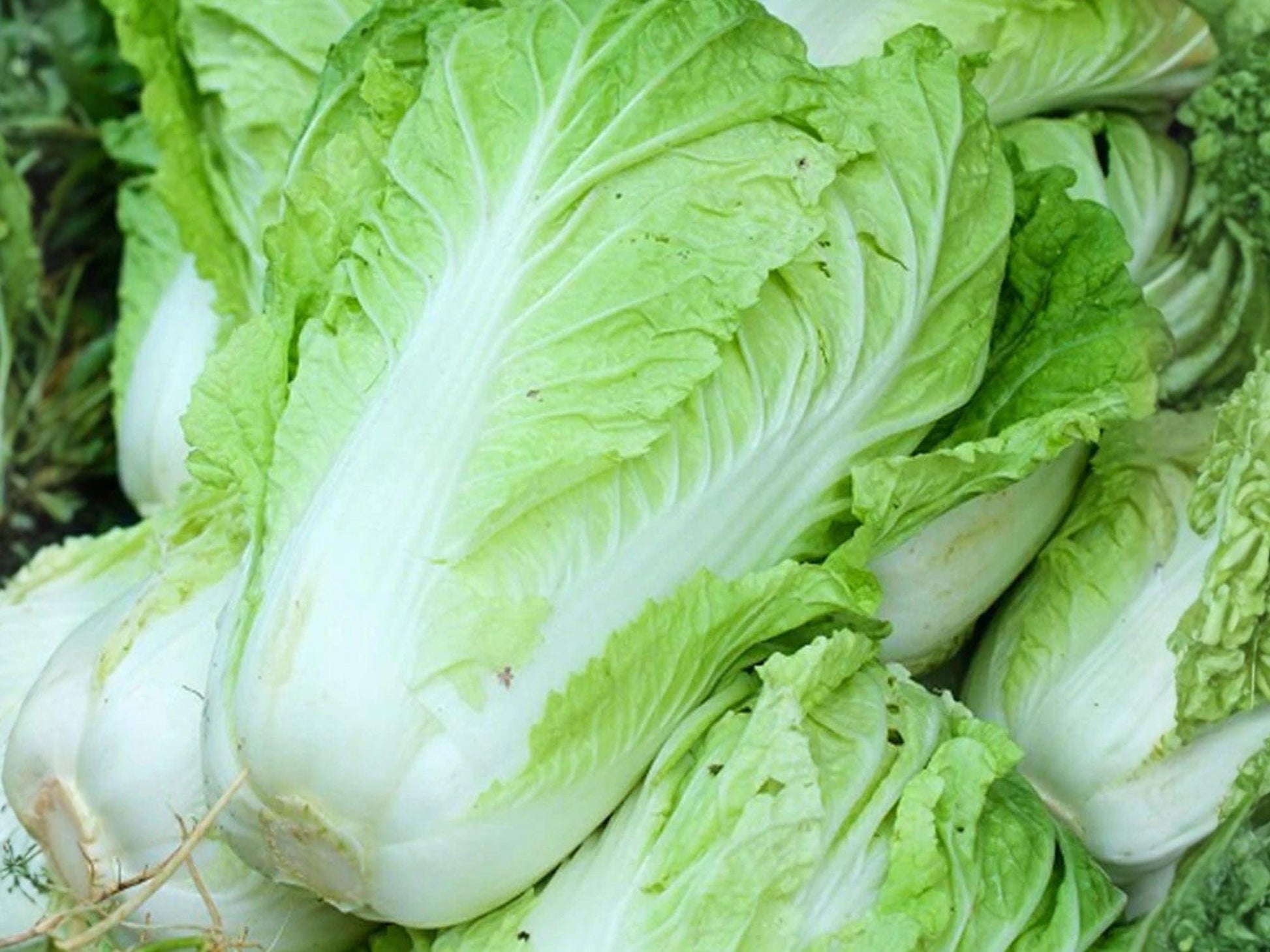 Chinese Heading Cabbage Michihli Seeds, Napa-Type Vegetable for Asian Cuisine and Kimchi