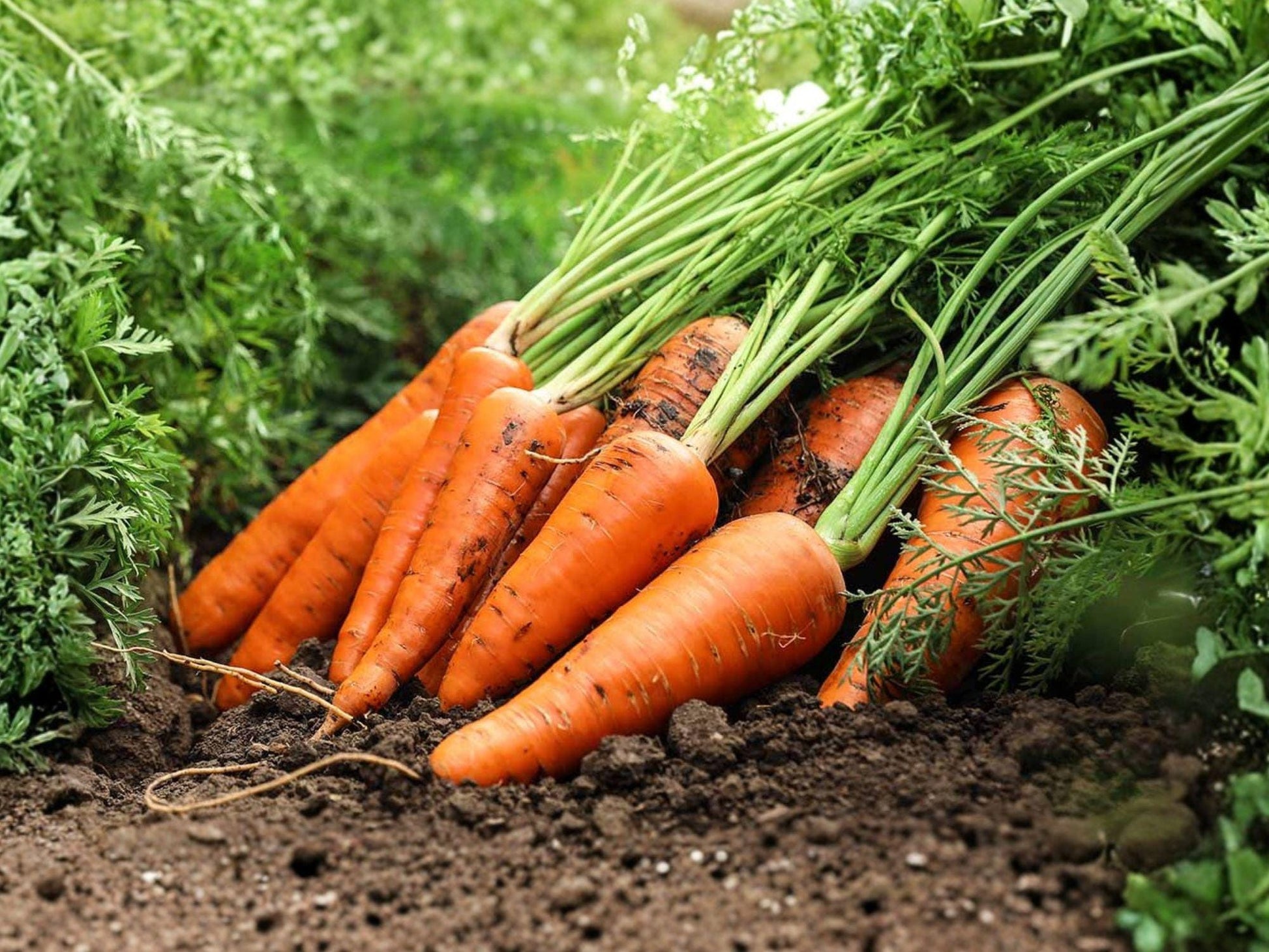 Chantenay Red Cored Carrot Seeds | Heirloom Short Root Vegetable | Sweet Orange Carrots | Daucus carota