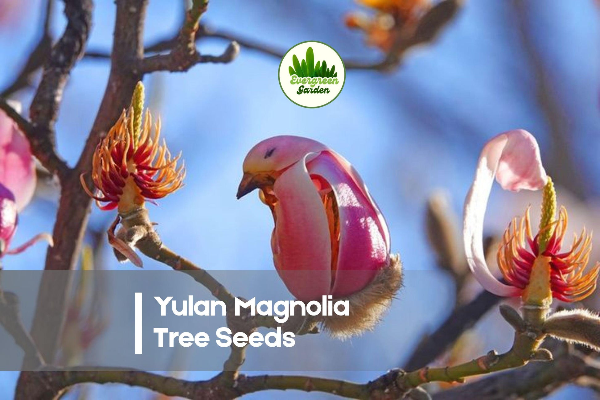 5 Yulan Magnolia Tree Seeds | Magnolia denudata | Ornamental Flowering Tree for Landscaping & Bonsai